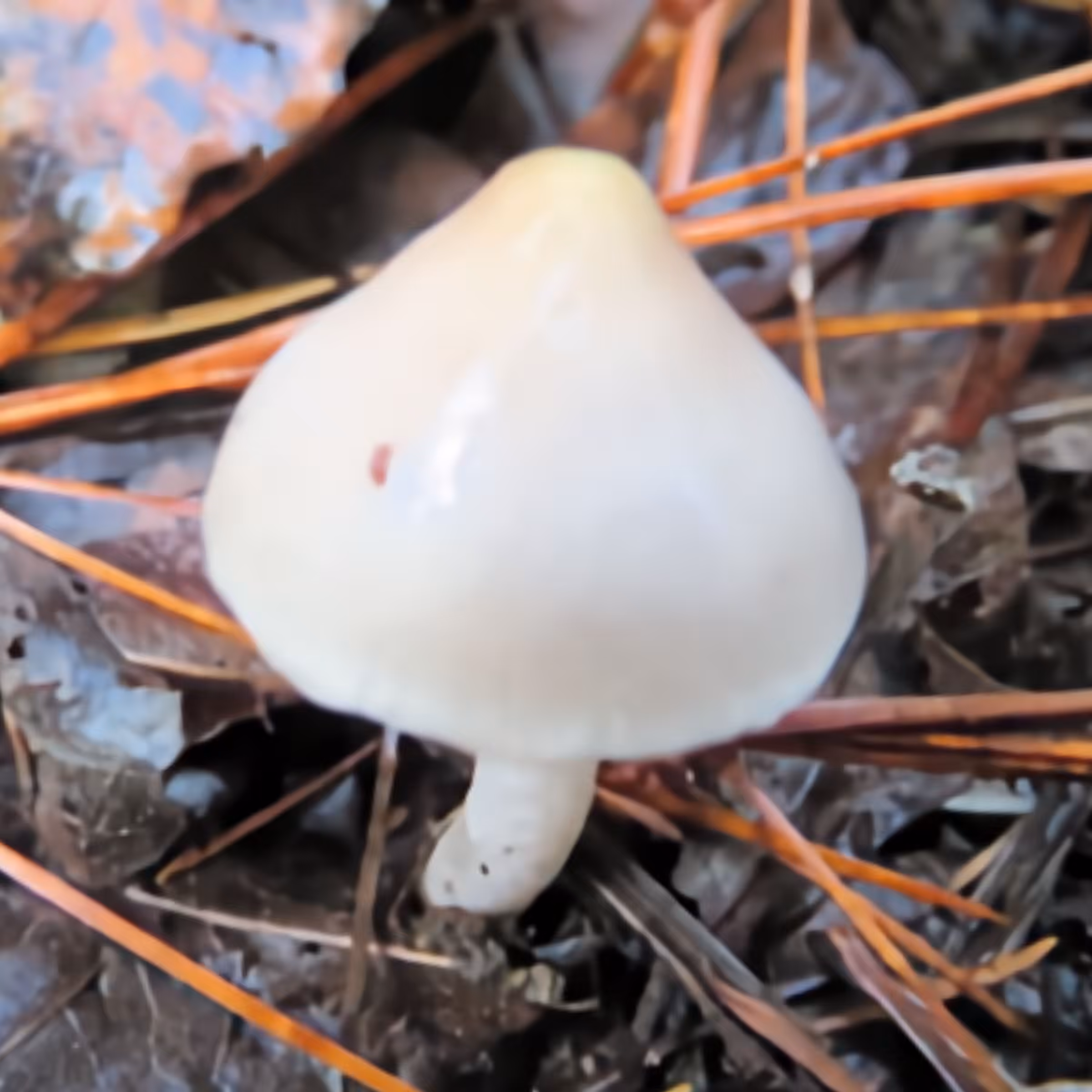Mushroom #2