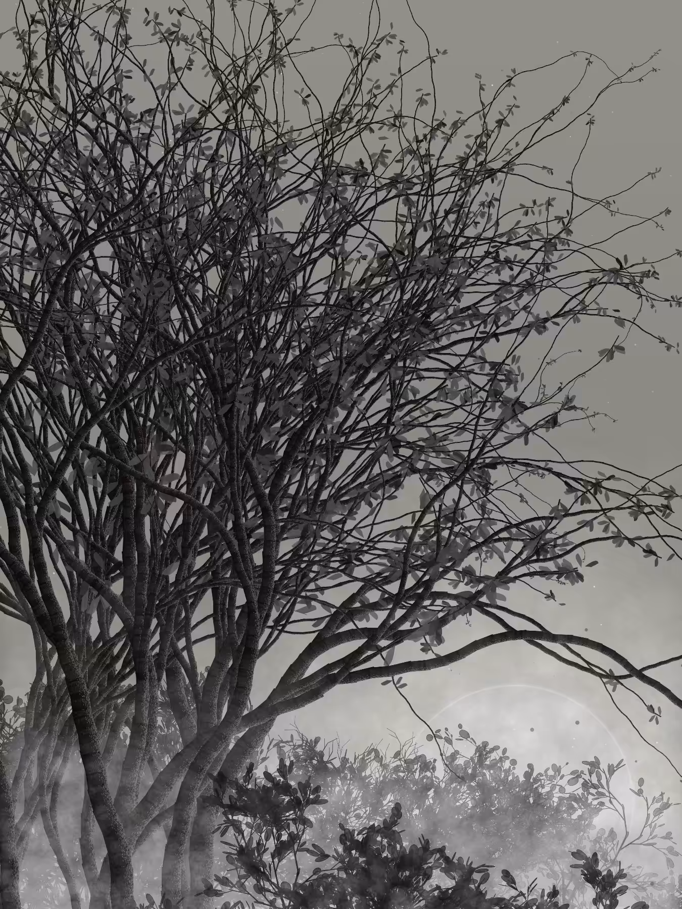 Morning Mist #288
