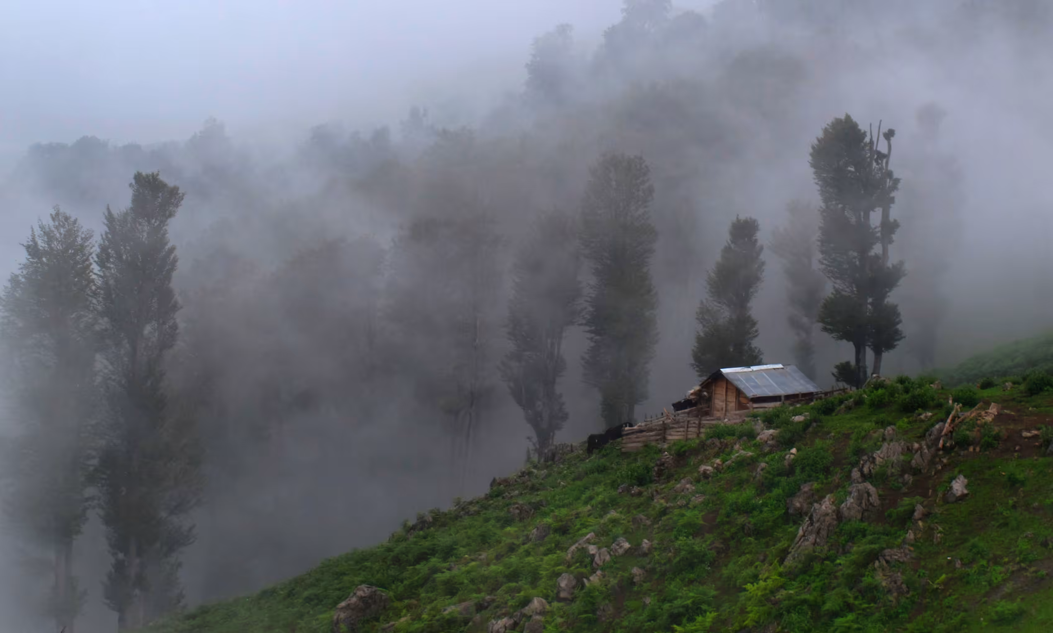 Foggy cottage