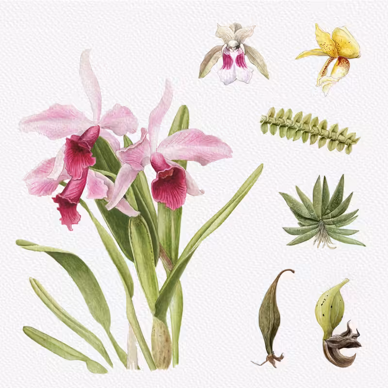 Botanical Illustration - Orchids 1 #94