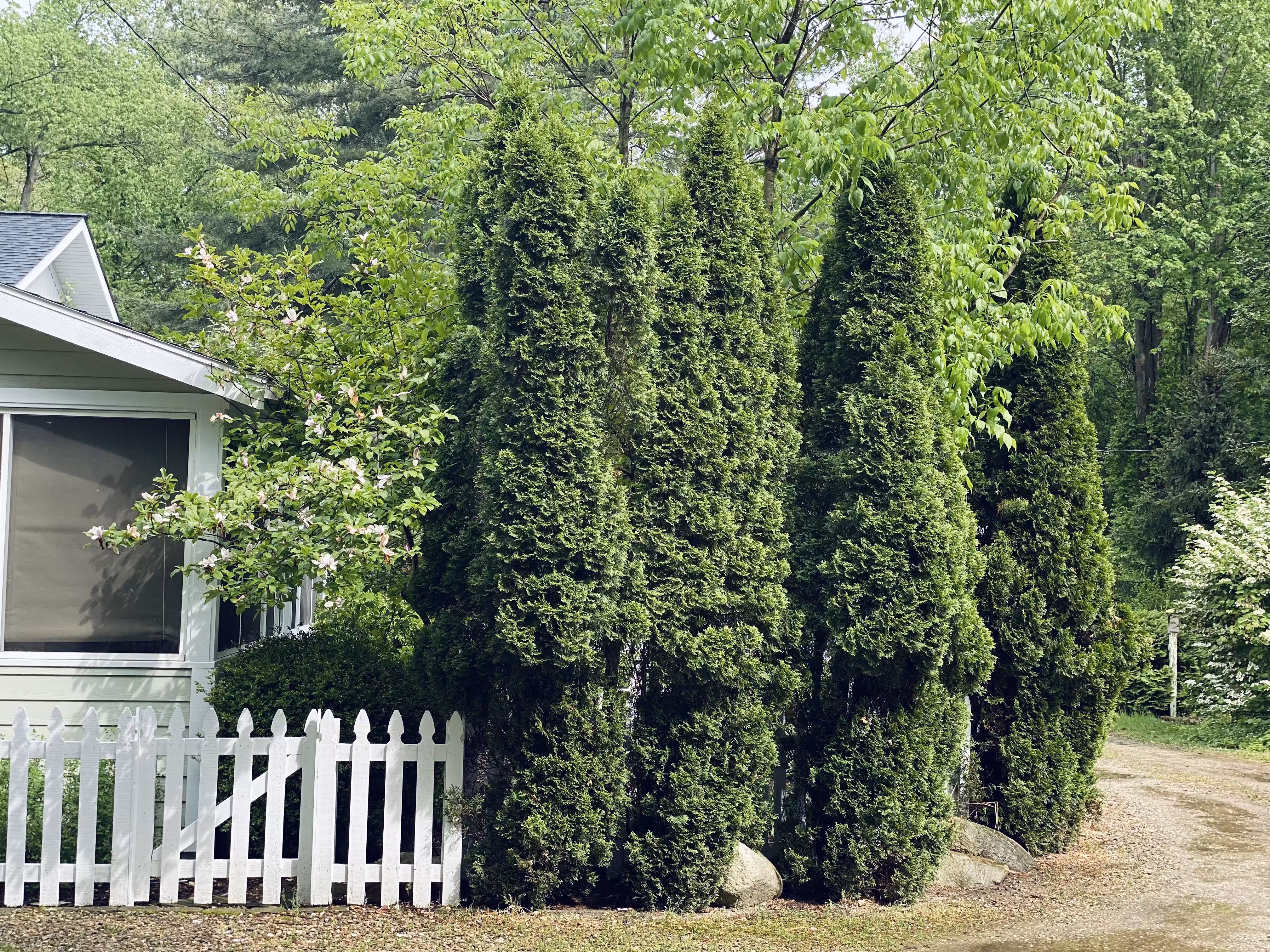 Three Trees, 2022