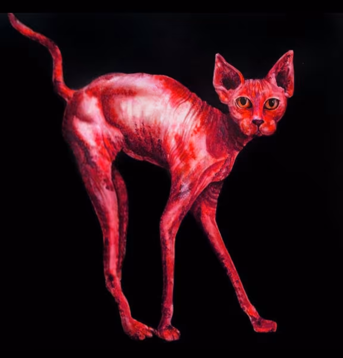 Cats: Red cat