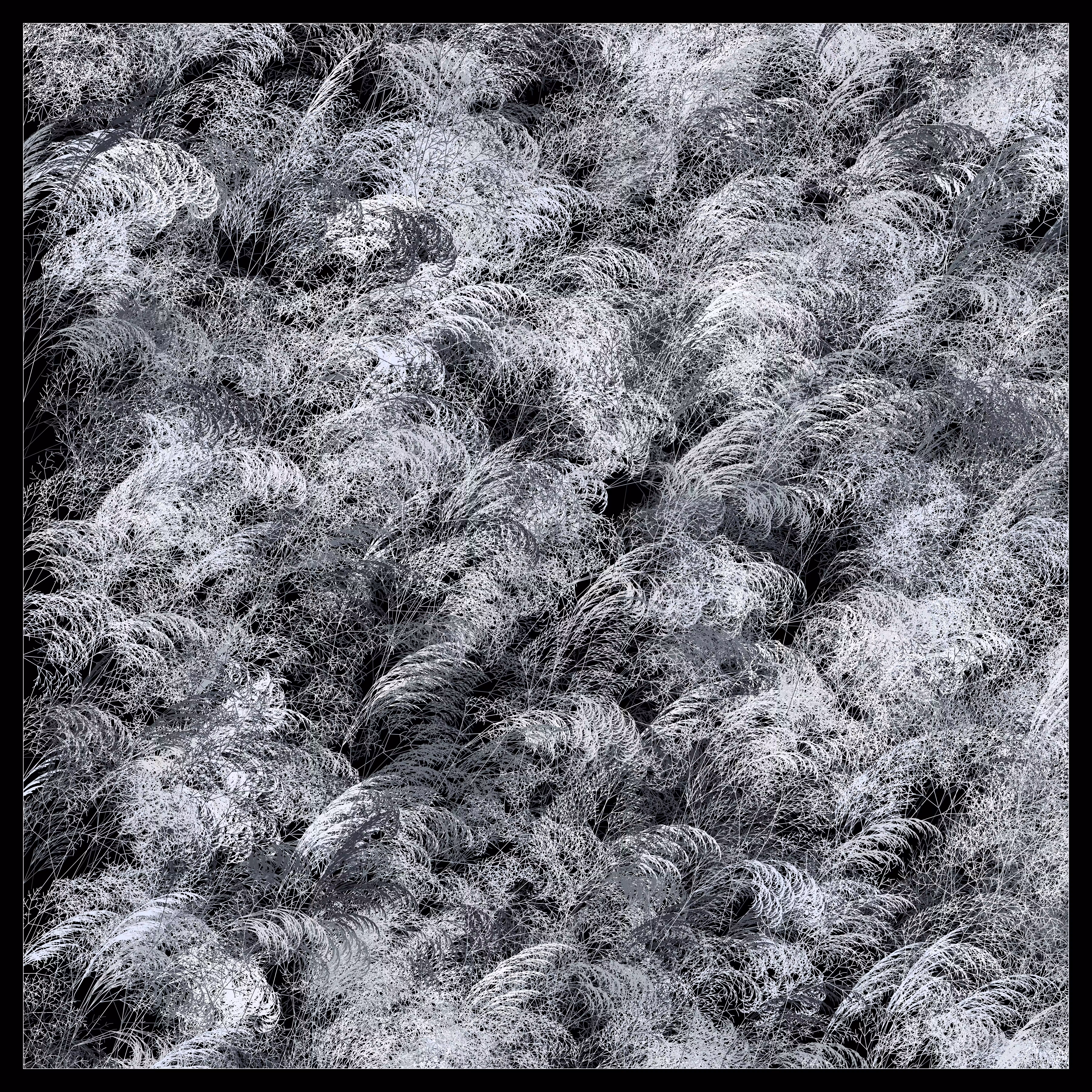 Fractal grass. A gray winter day.
