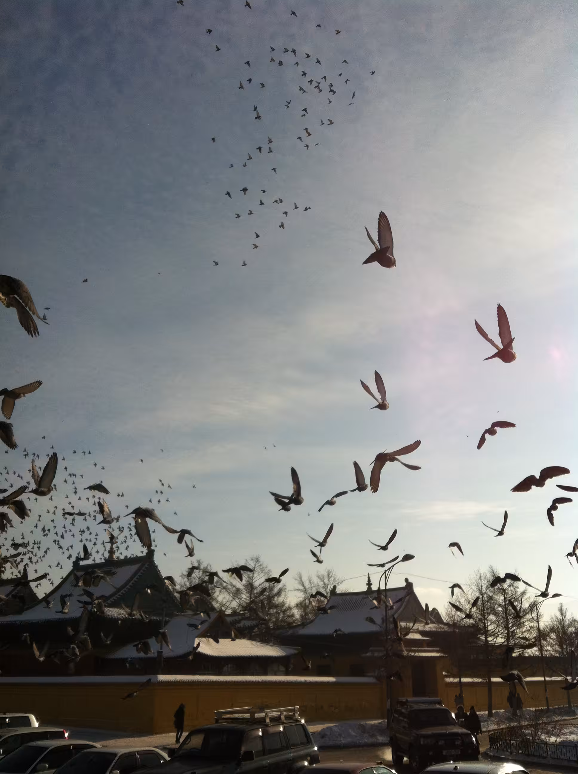 Birds in a monastery