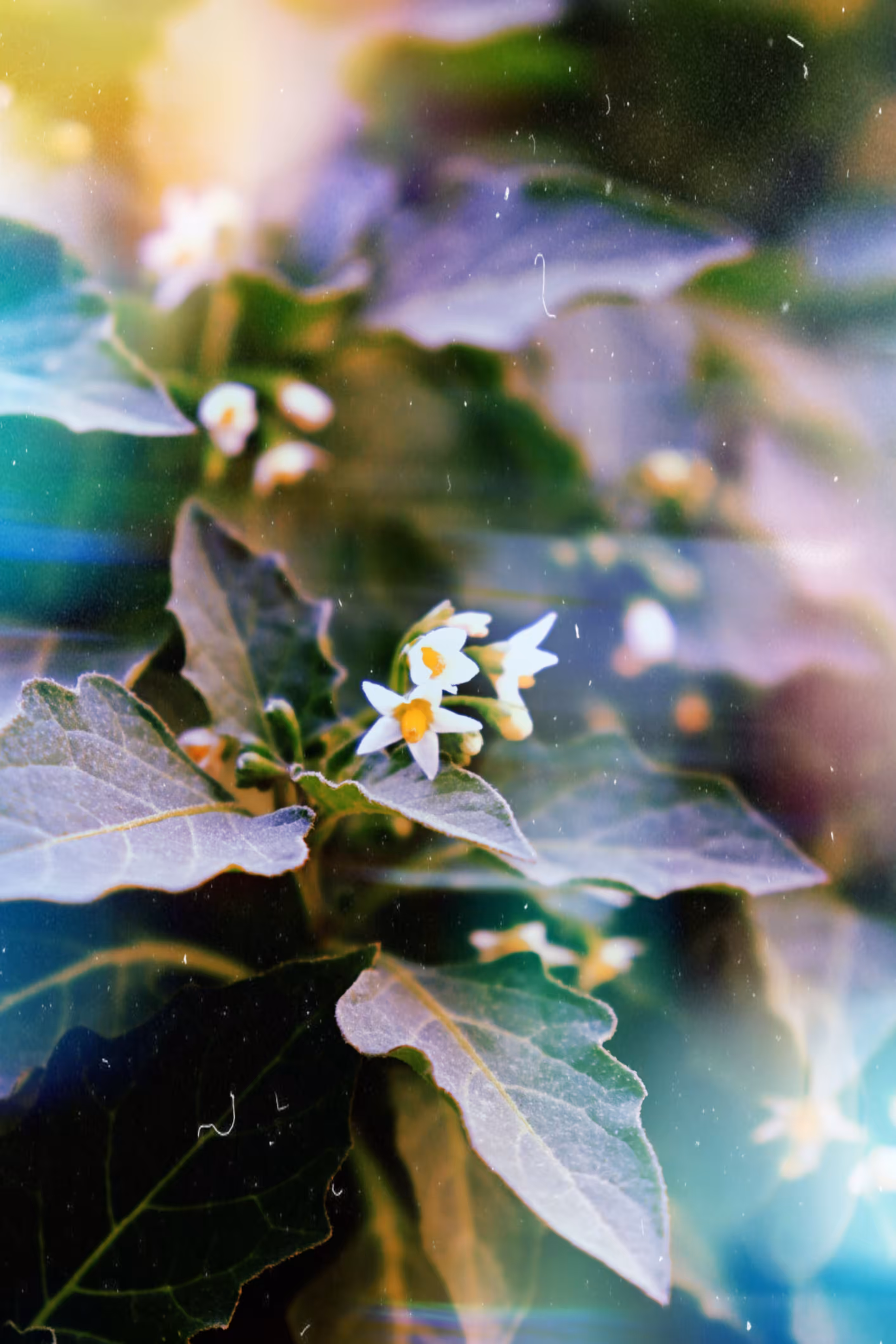 Bloom