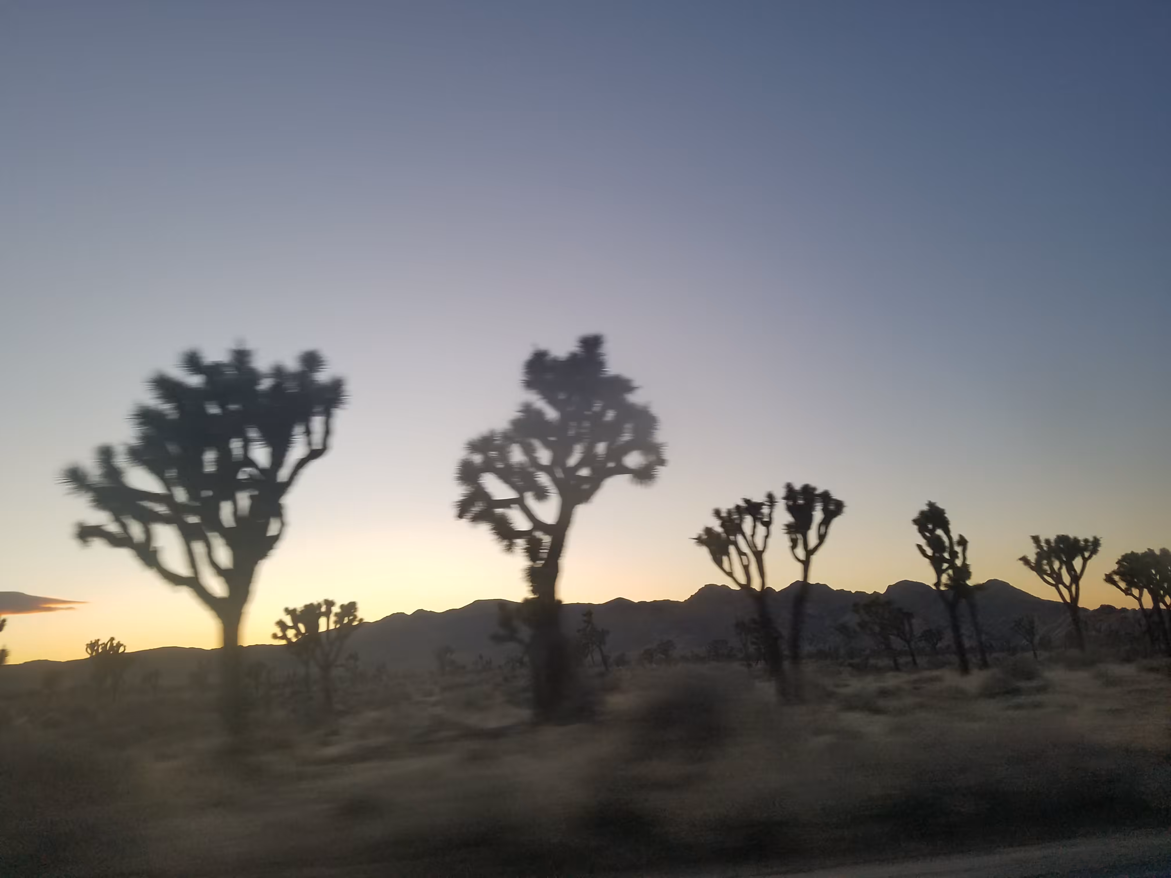 Joshua Tree