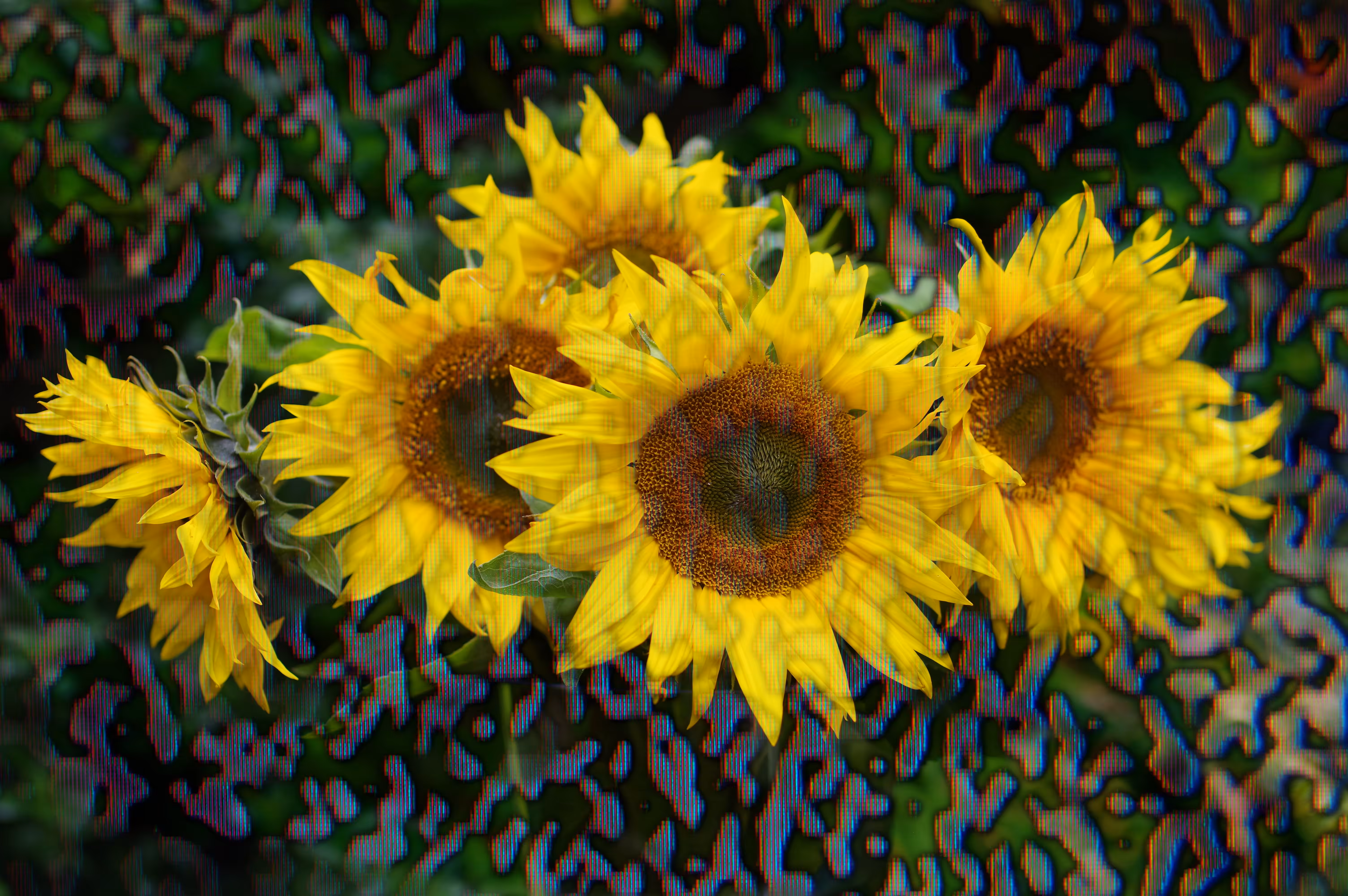 Sun Impactflower #6 : Pressure