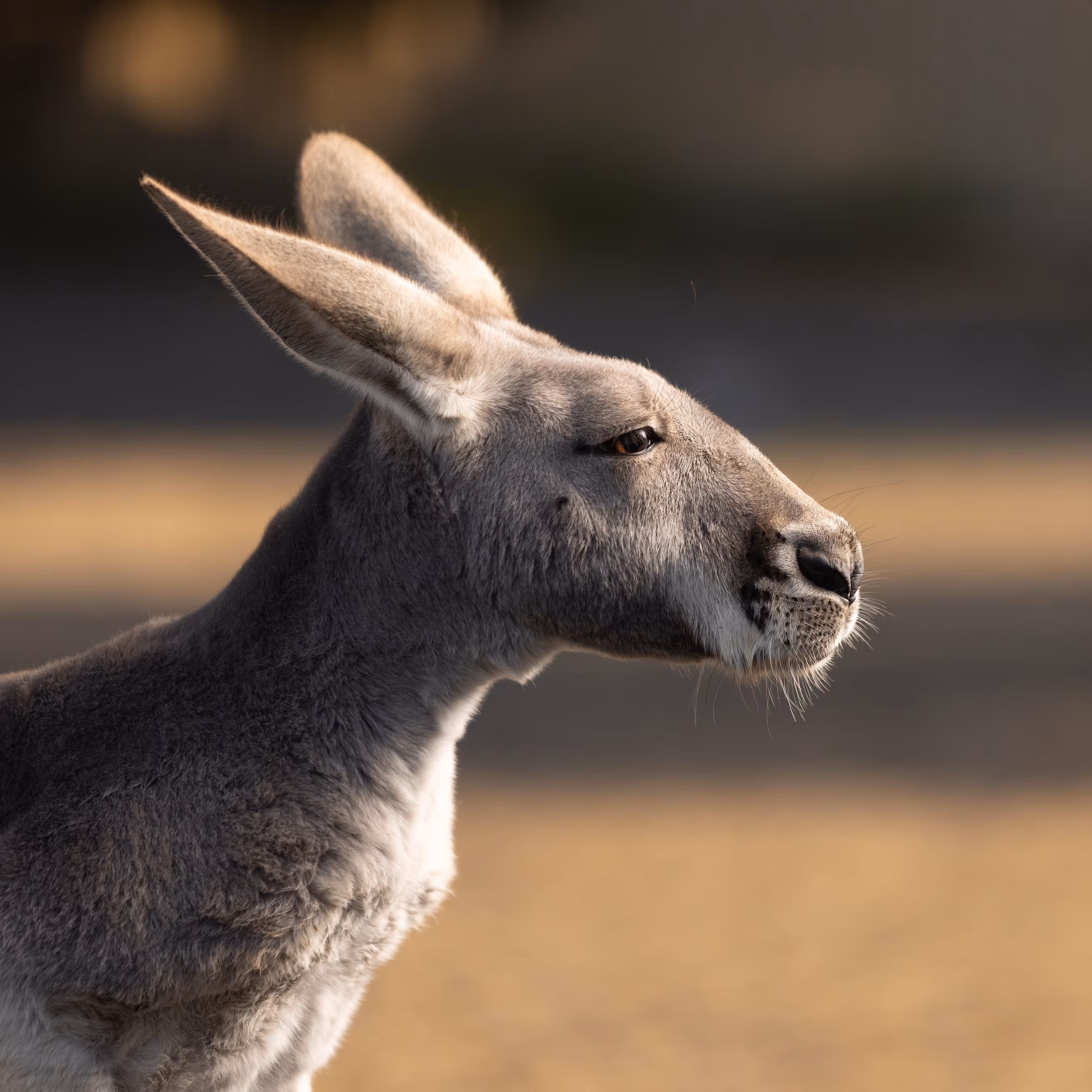 Suspicious Kangaroo