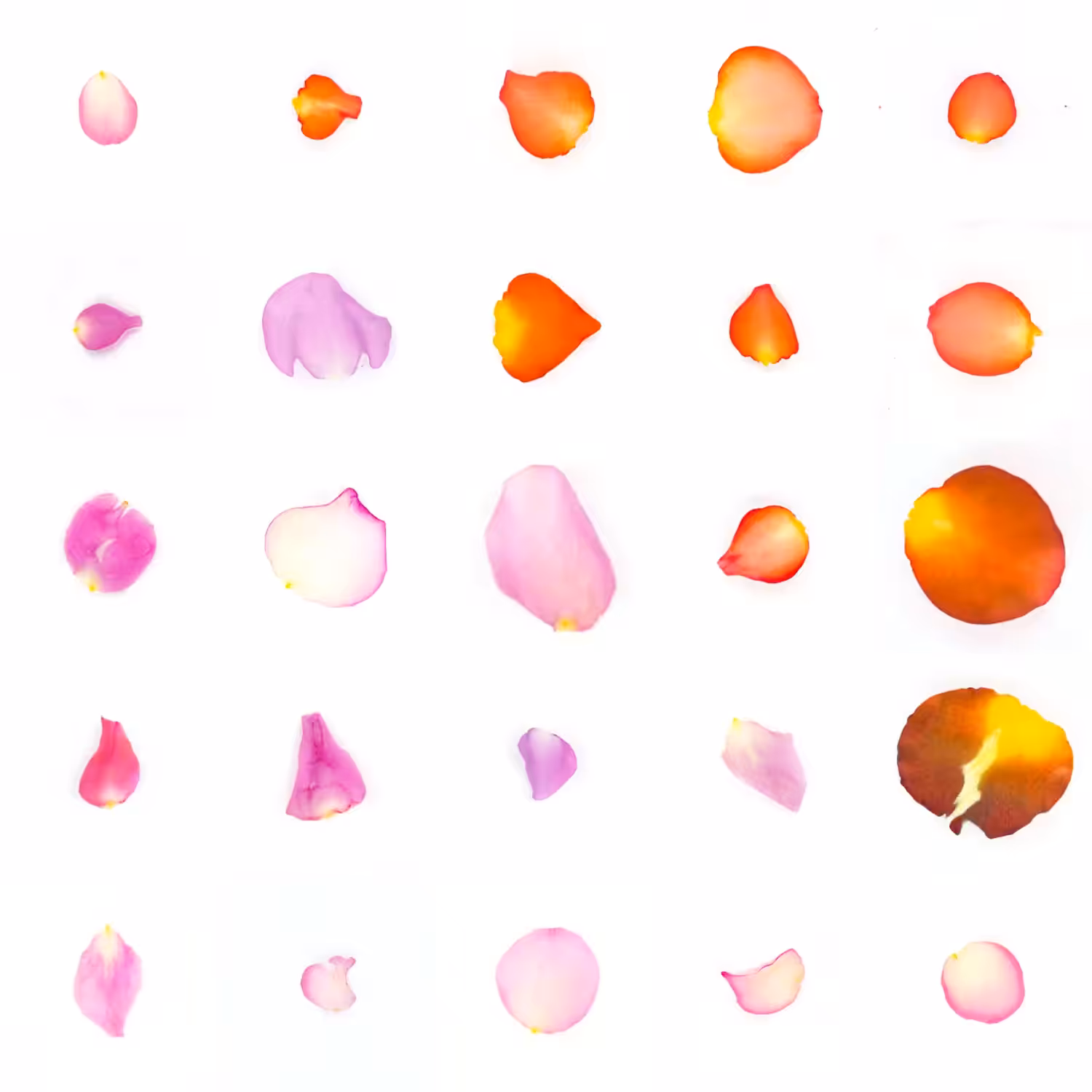 Infinite Petals 5x5#20559