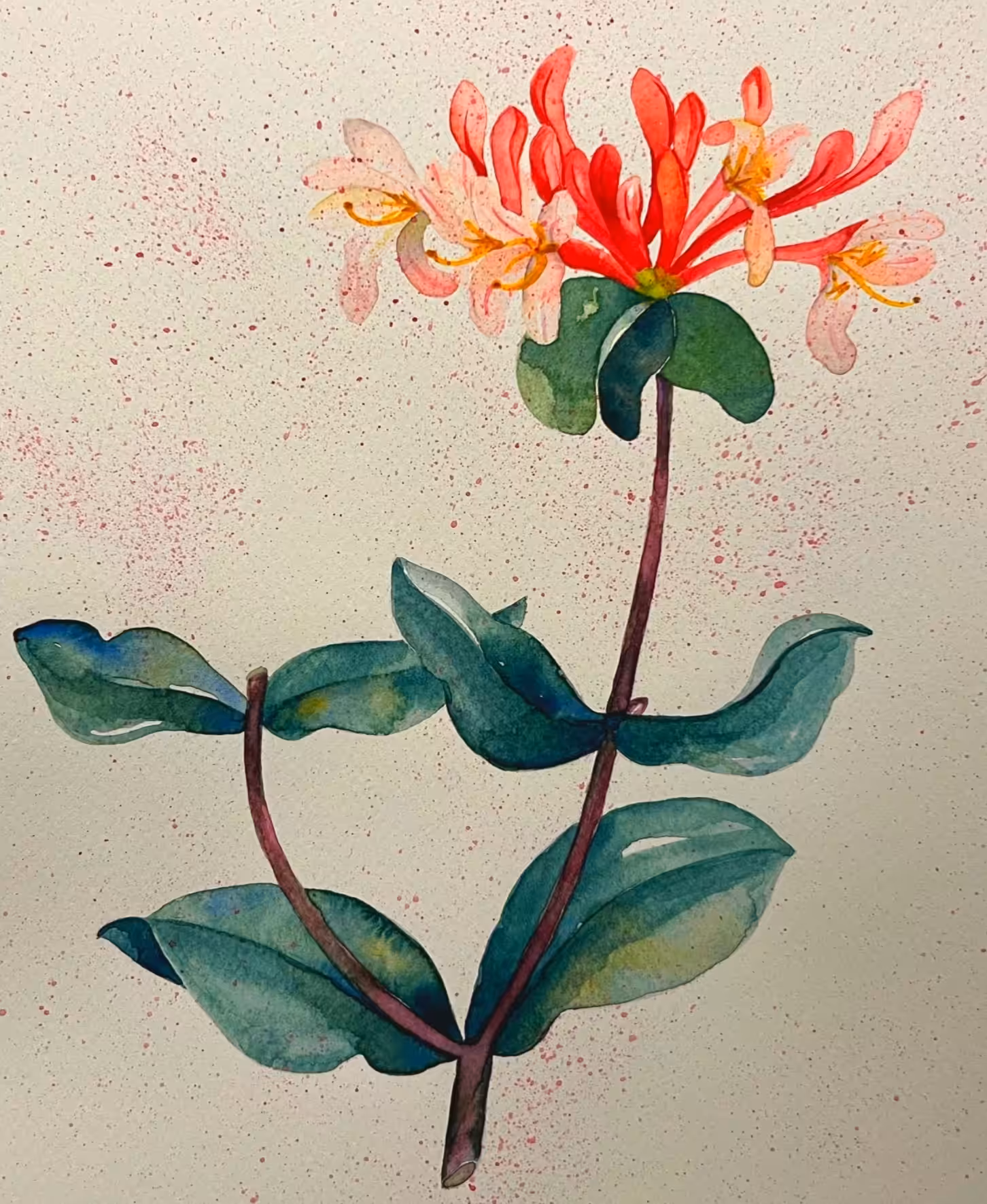 Peruvian lily
