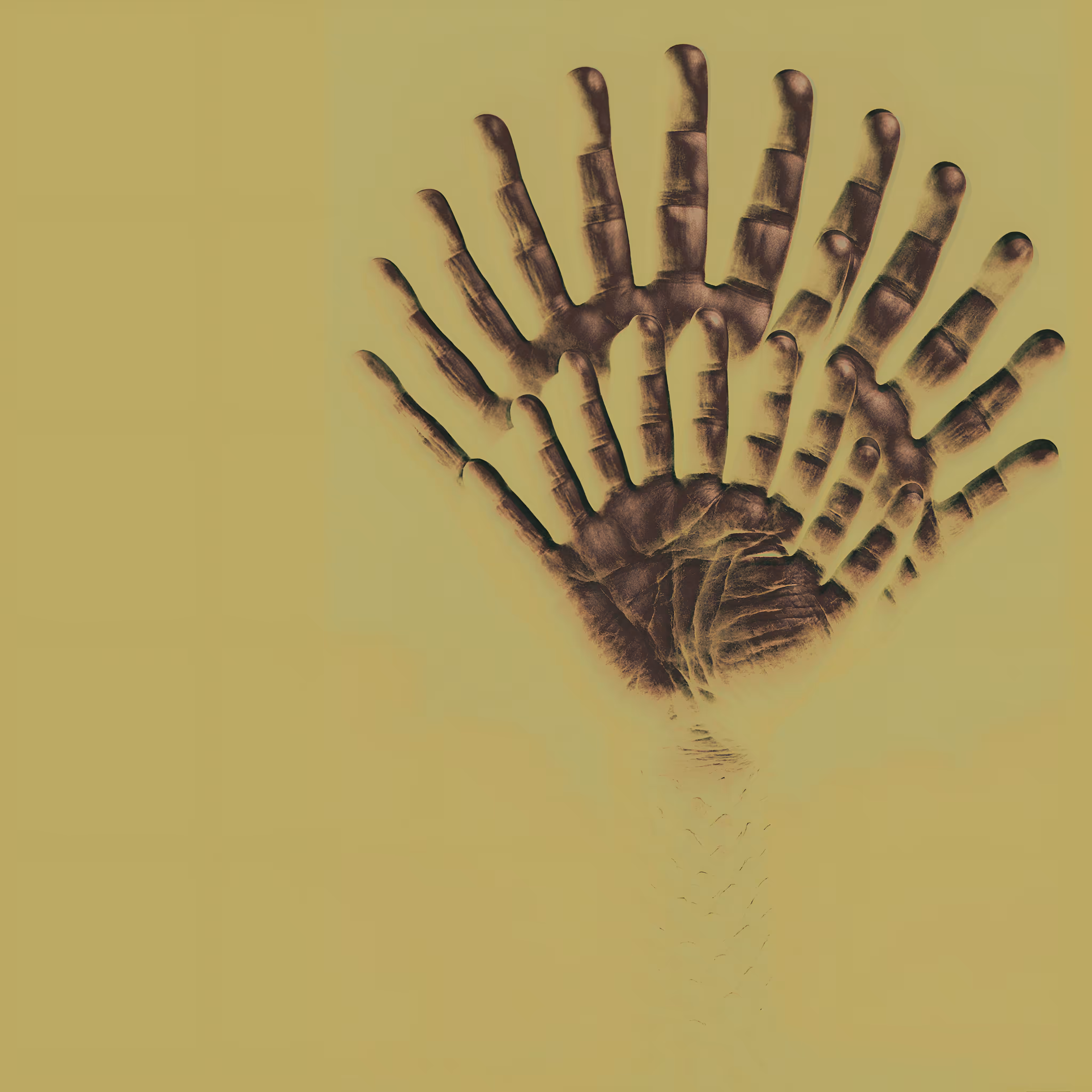Phalangifera