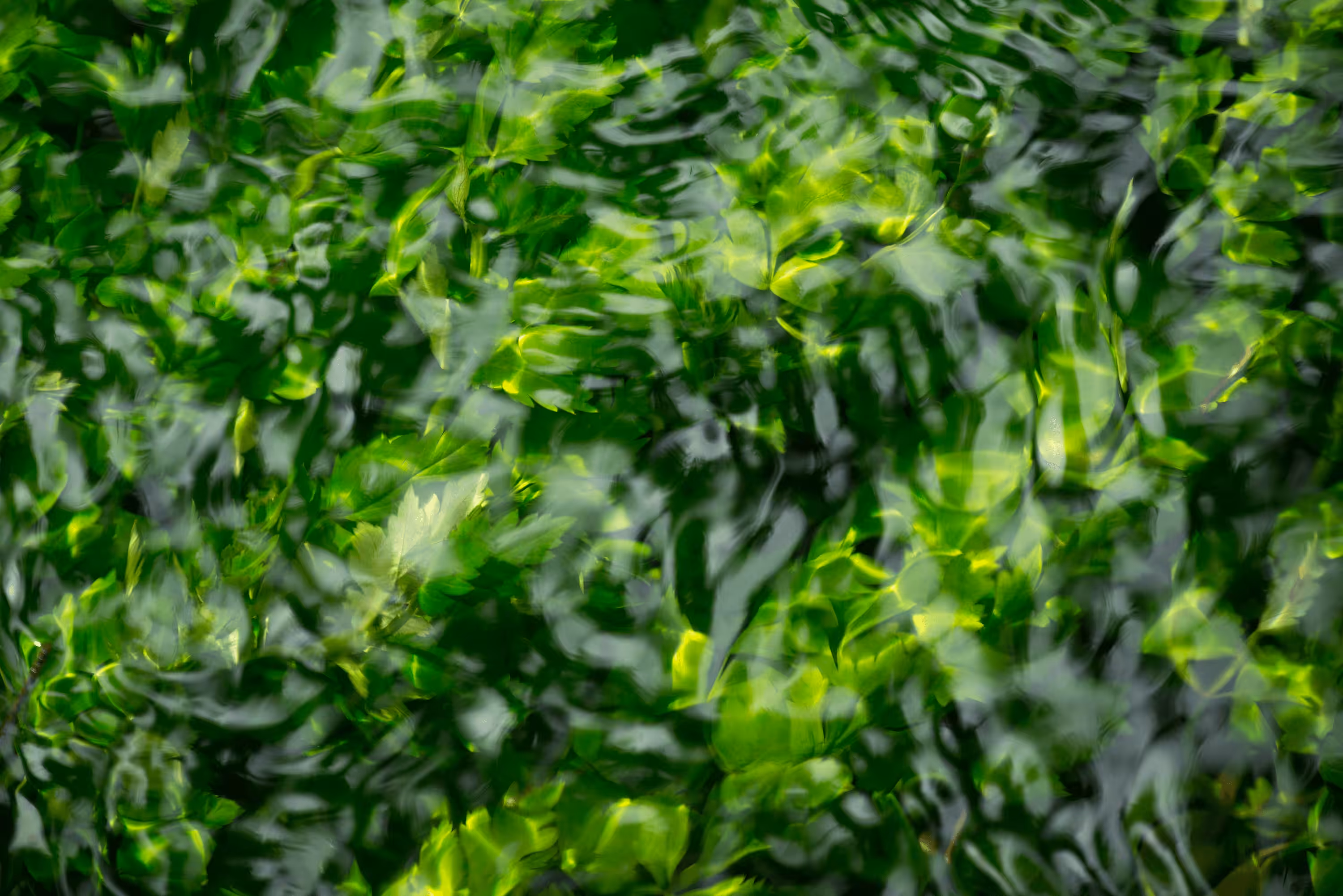 Ebb and Flow #51