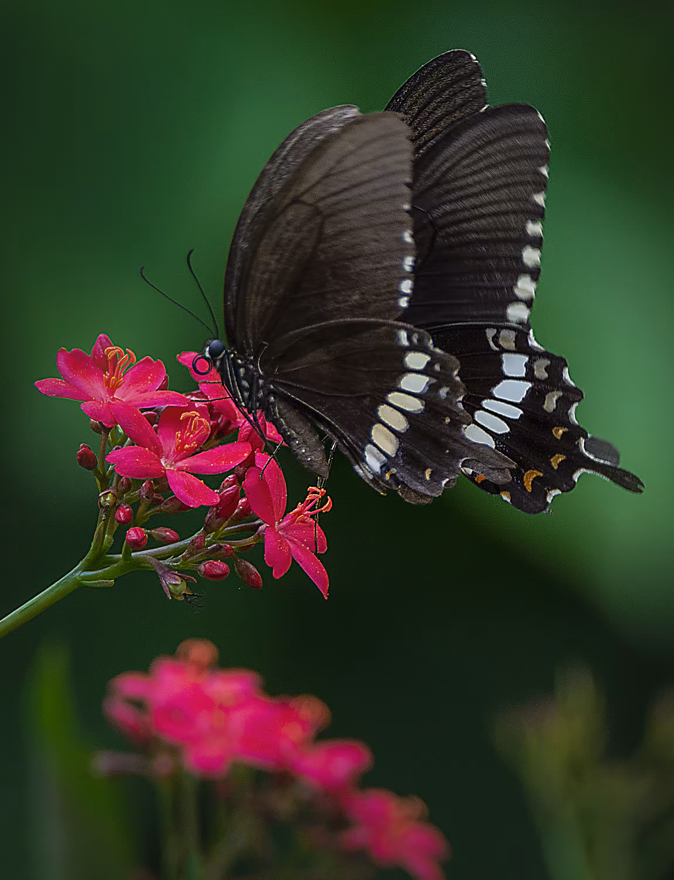 Butterfly - Common Mormon 