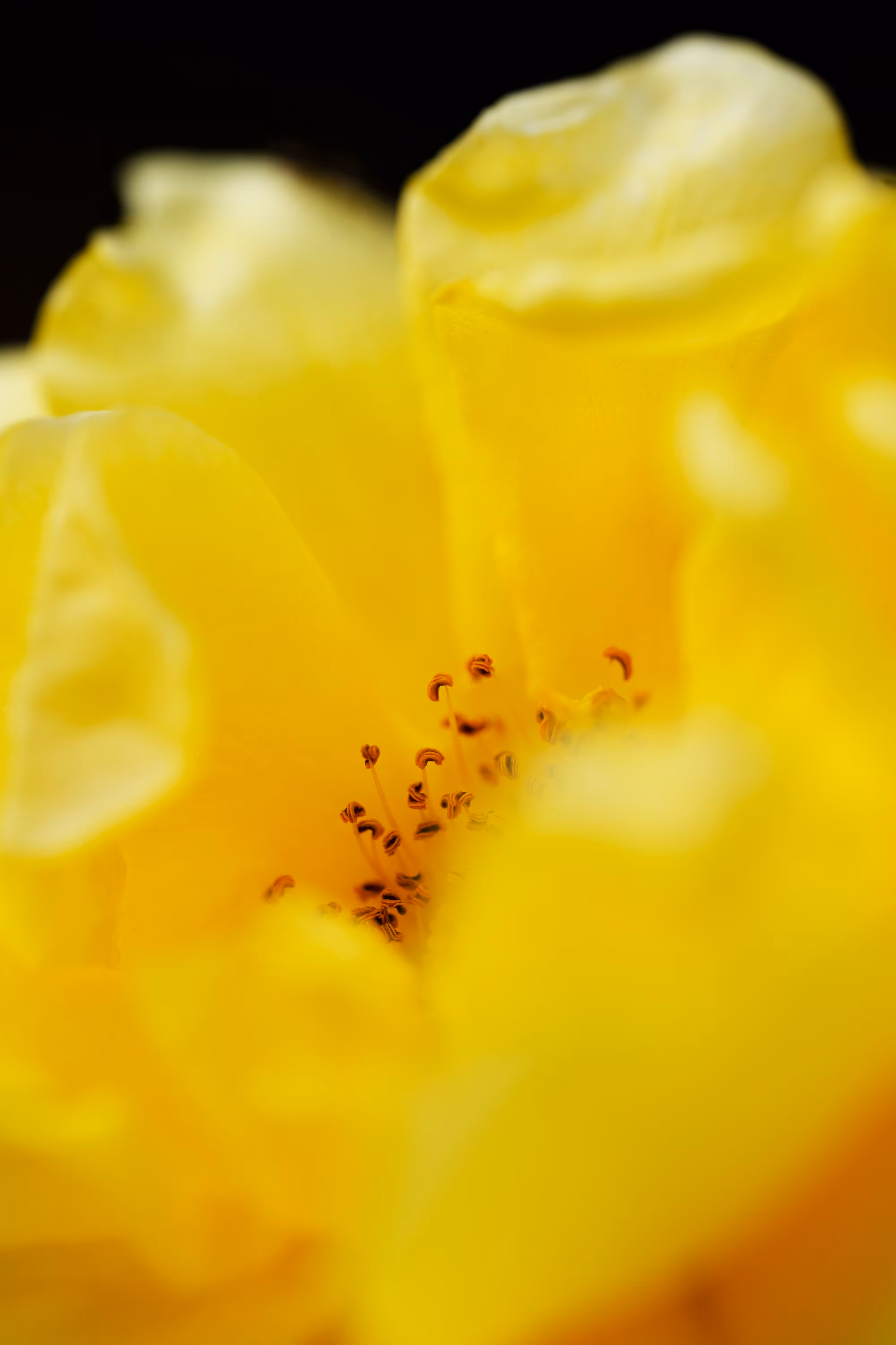 Harmony
