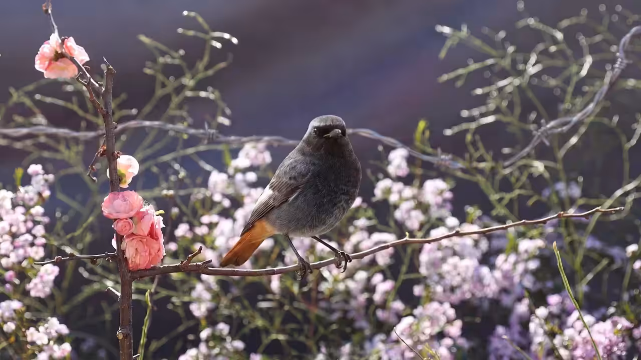 Birds Observations: Mario, The Last Light