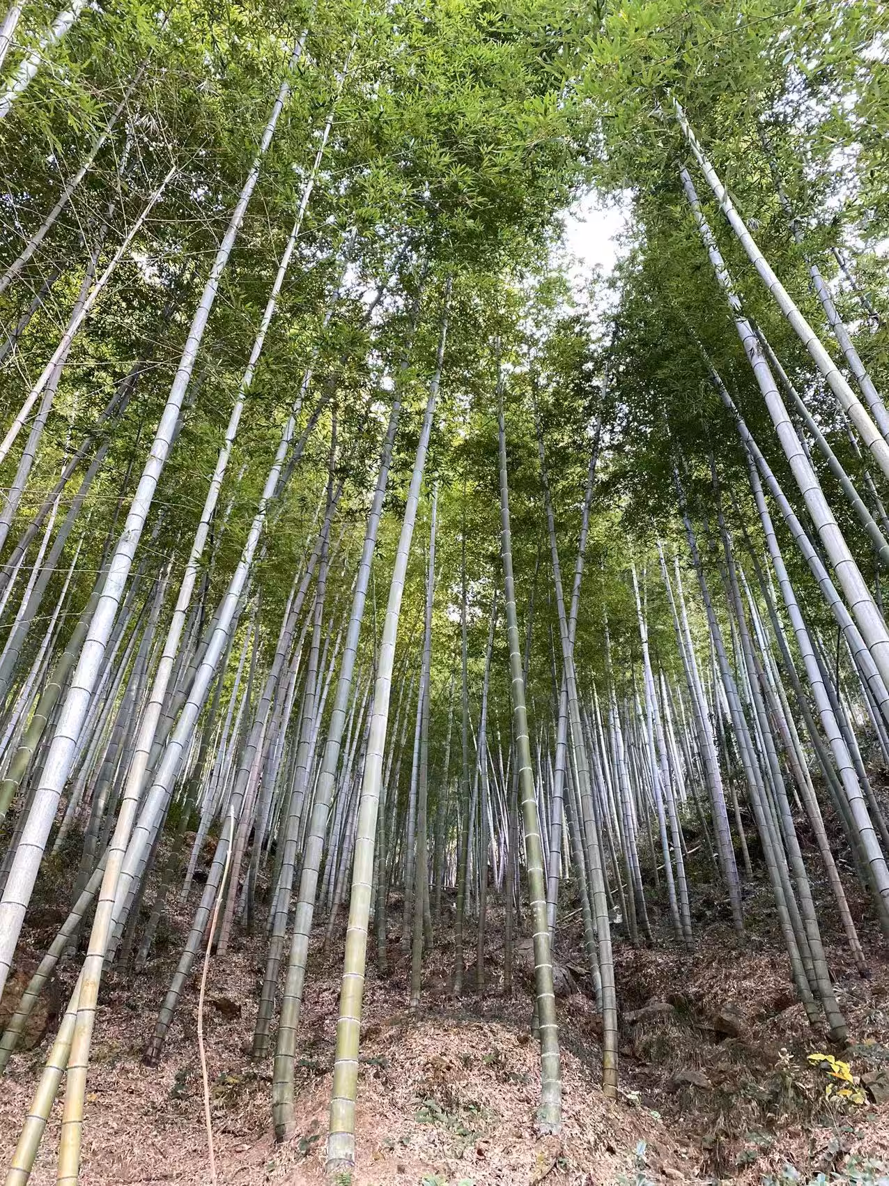 bamboo