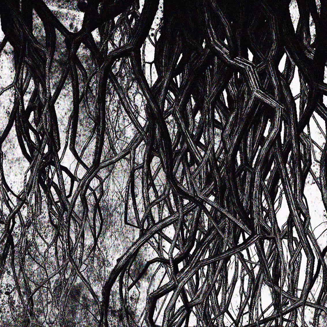 ROOTS