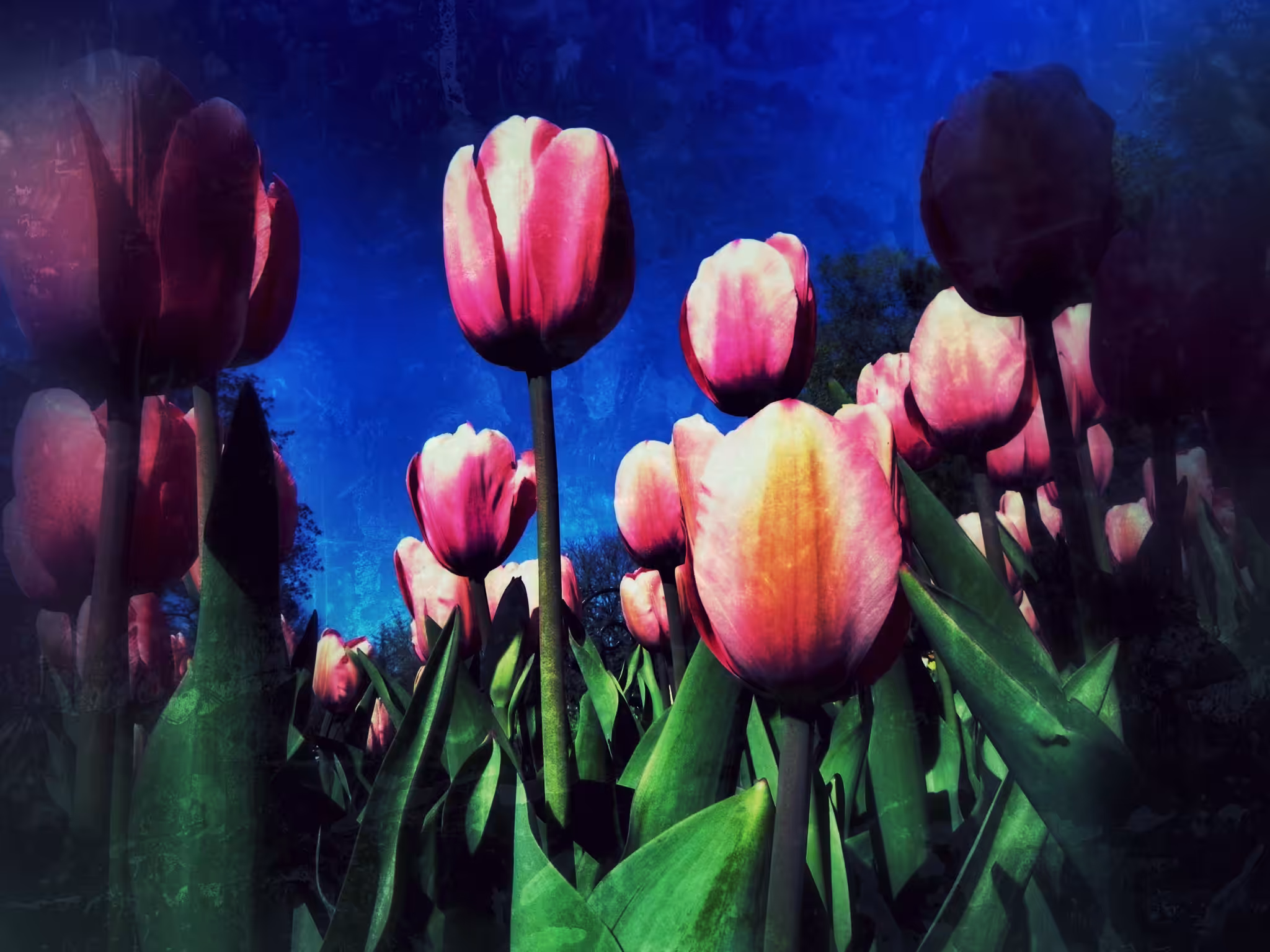 Tulips