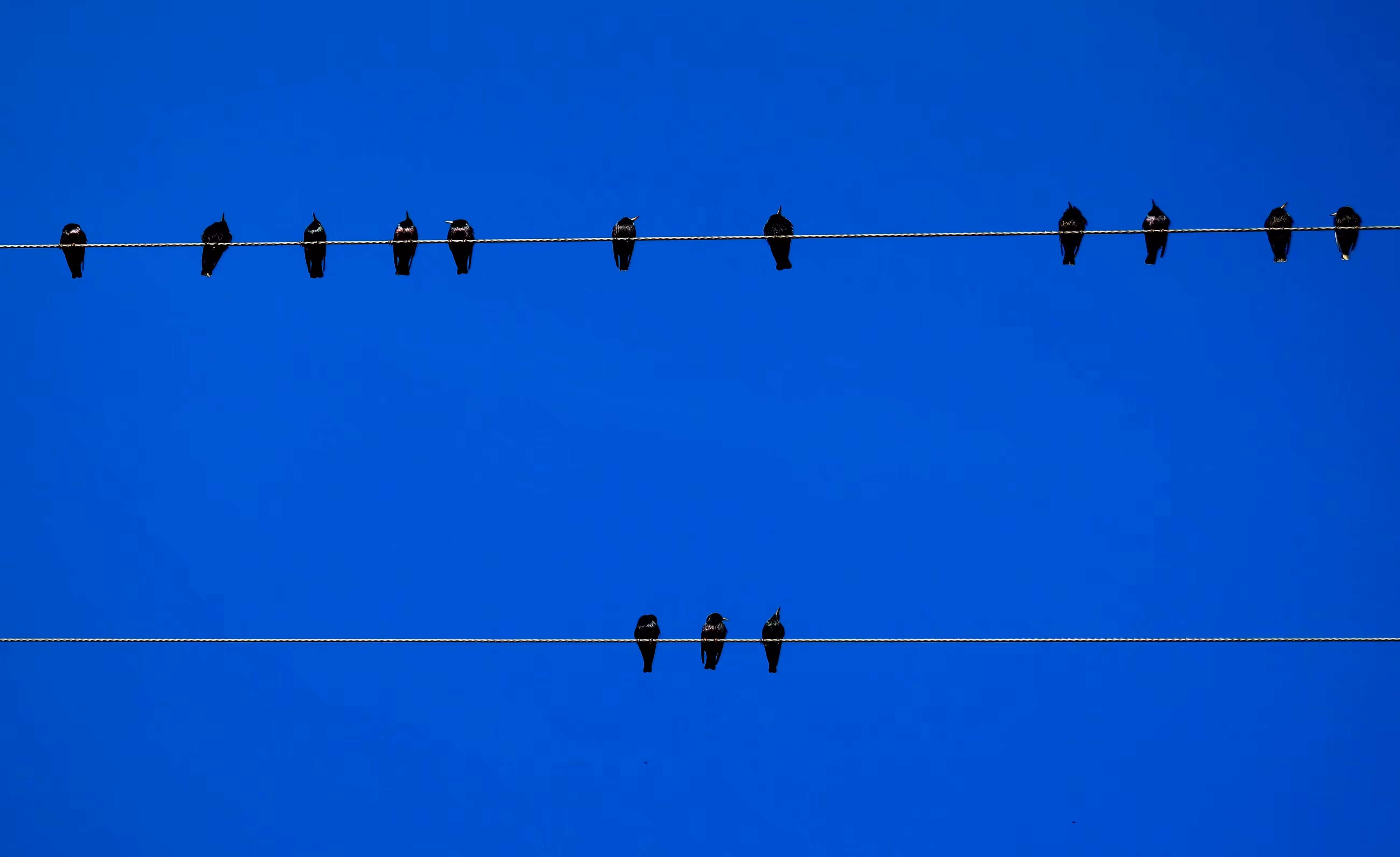  Three swallows