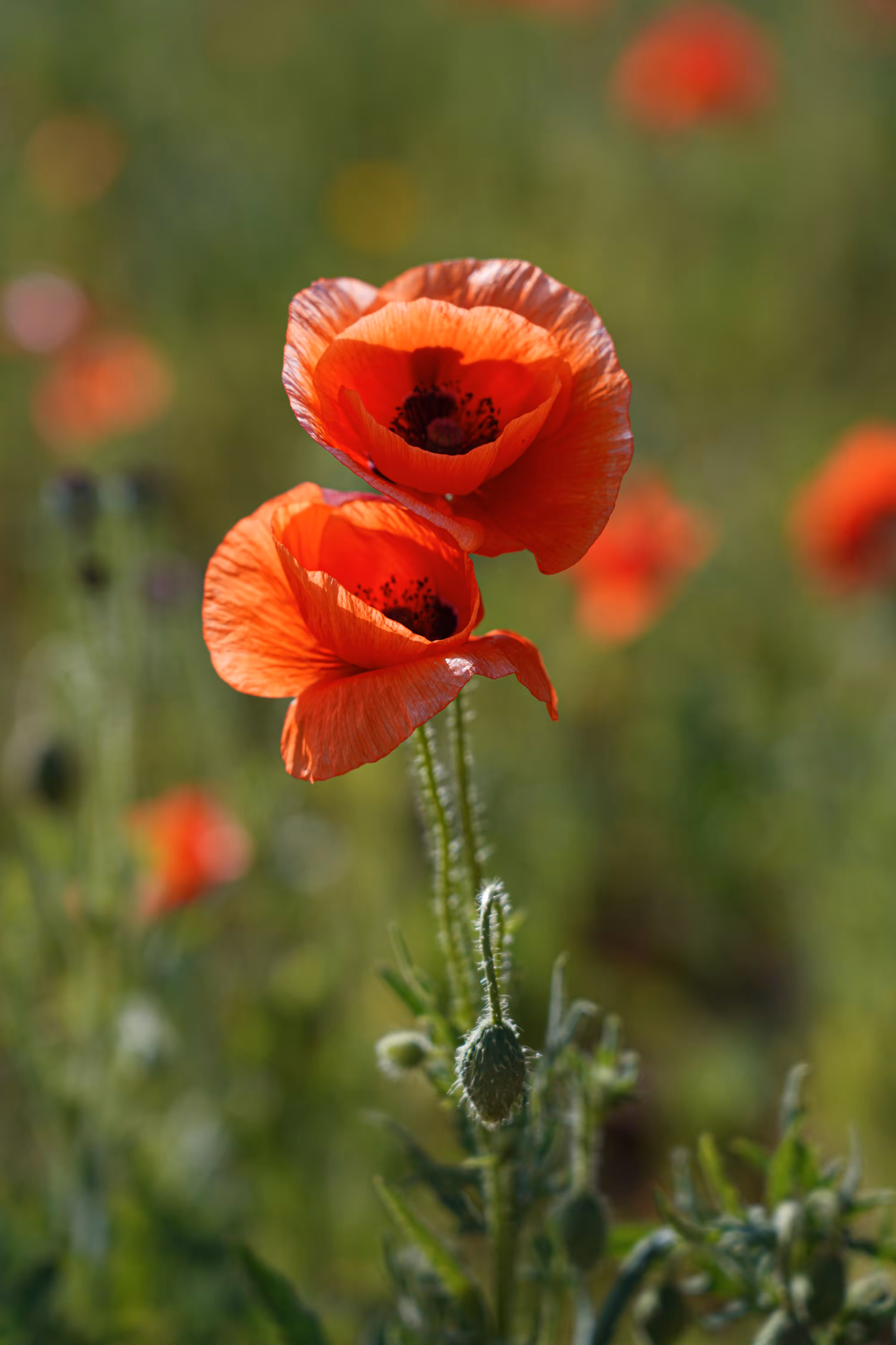 flowers