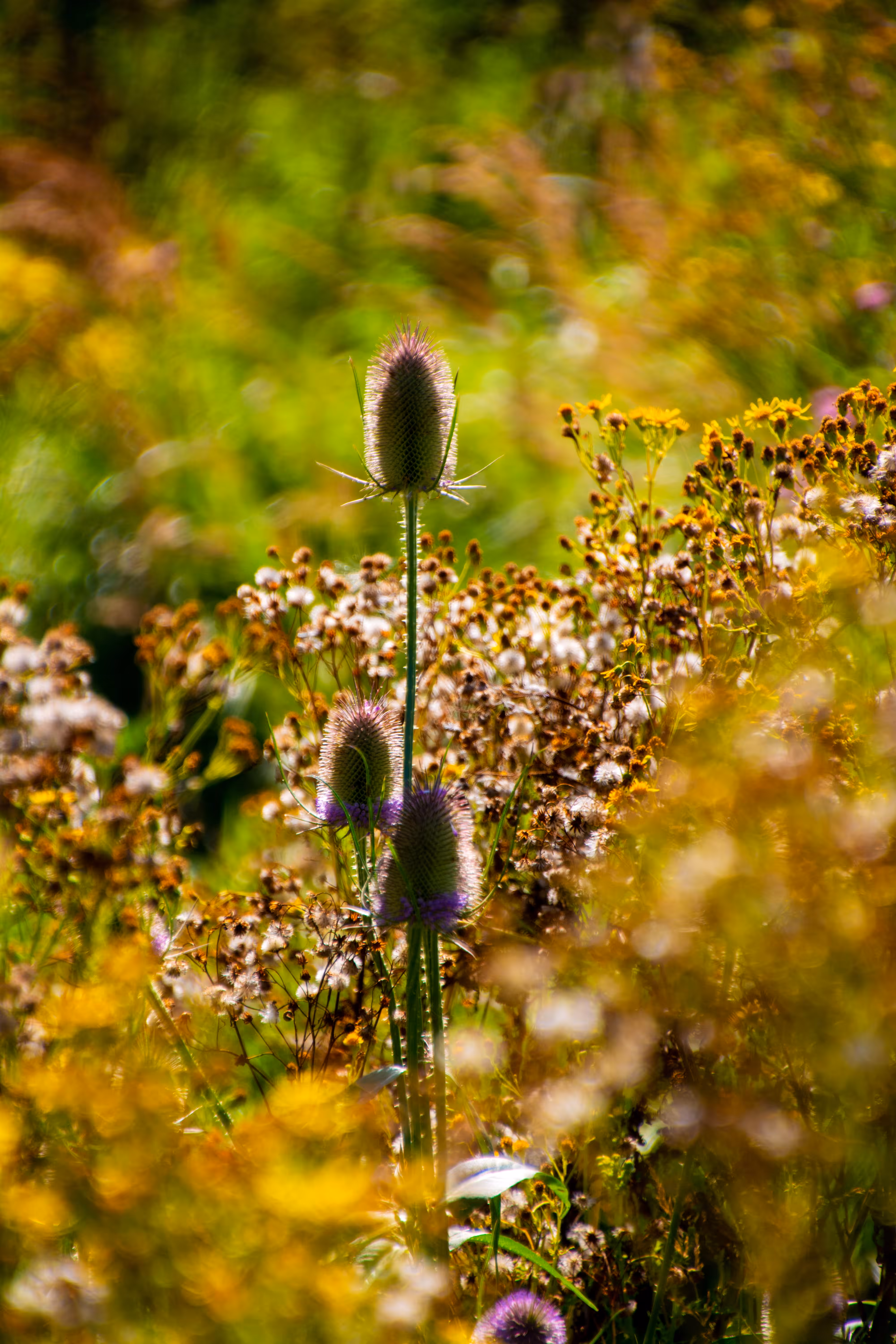 Thistles and Bokeh