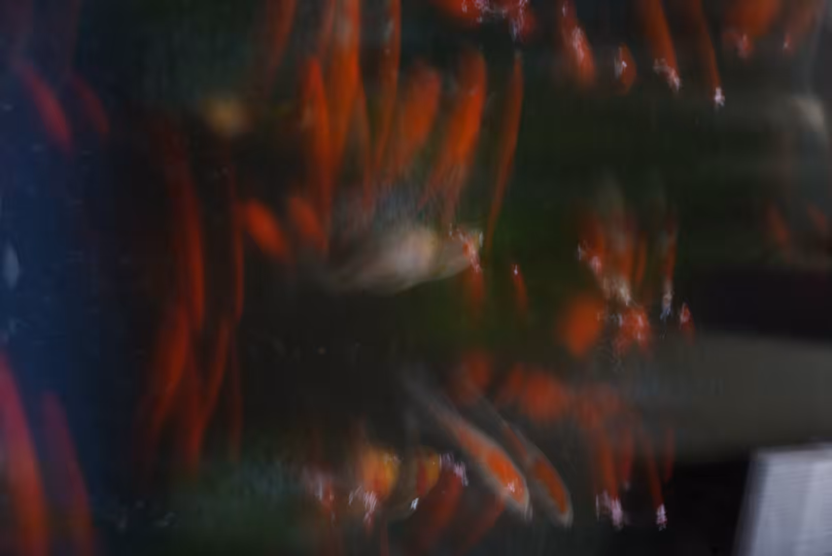 fishes 