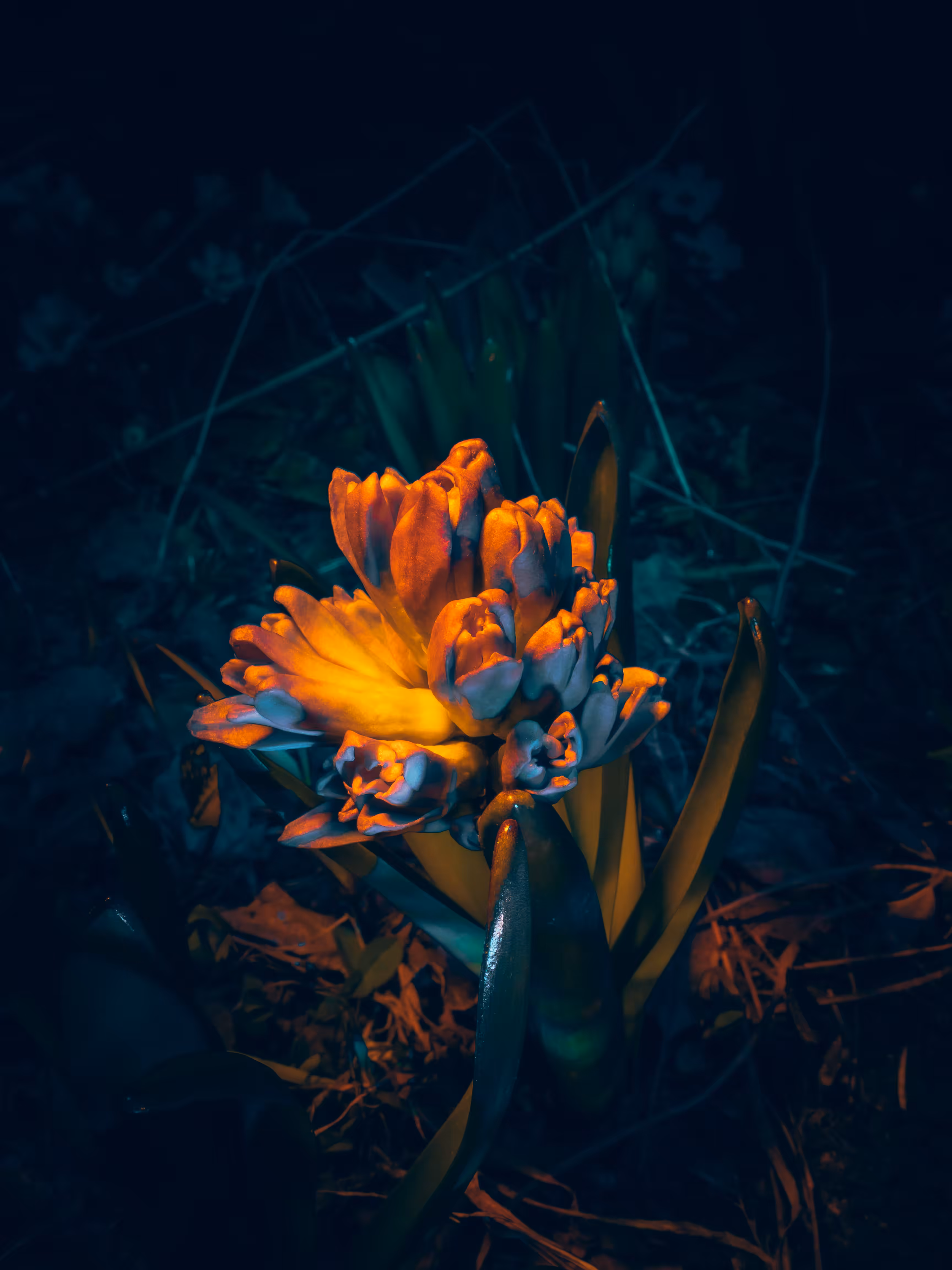 Flower of light.