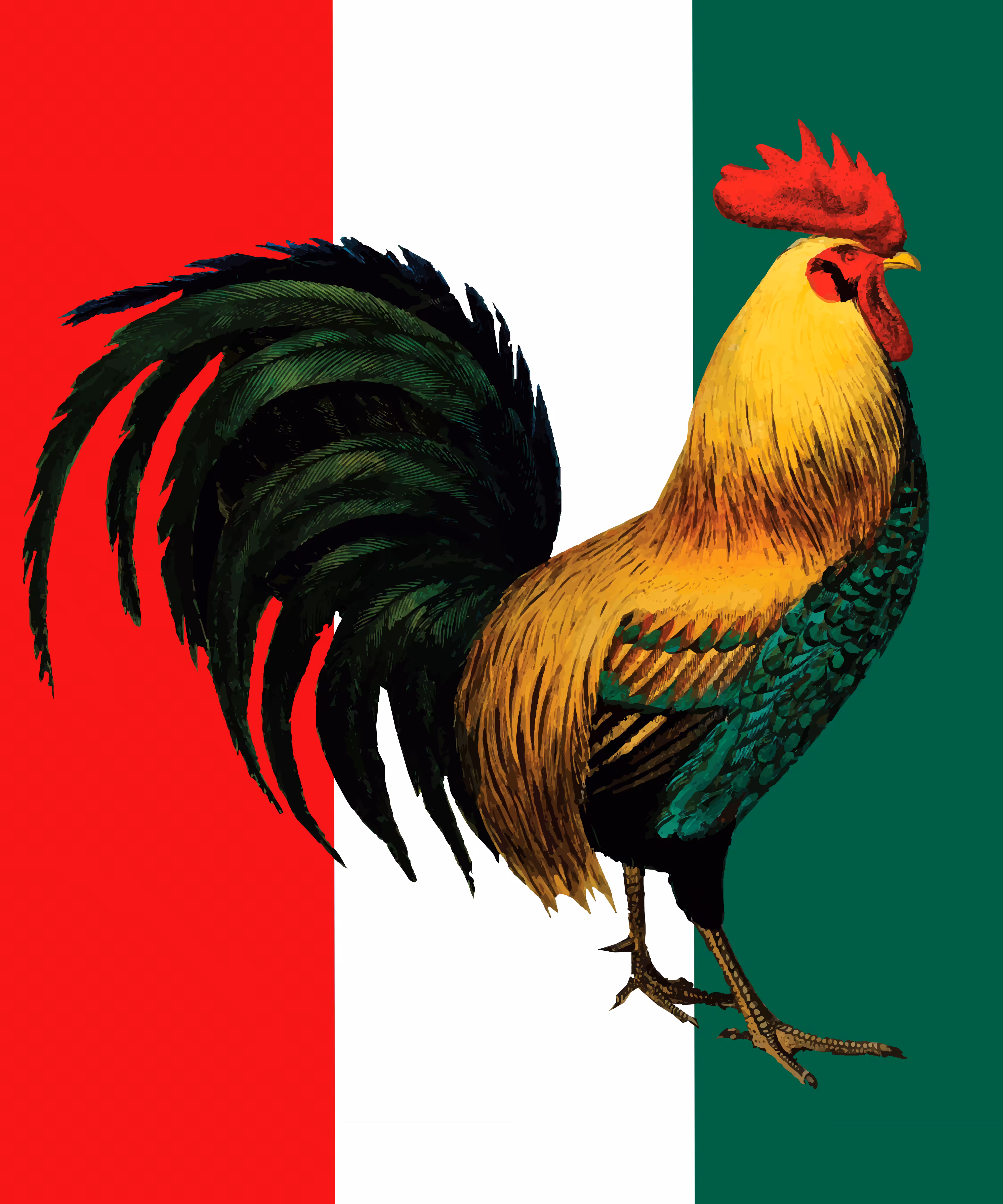 Mexican Rooster Cock