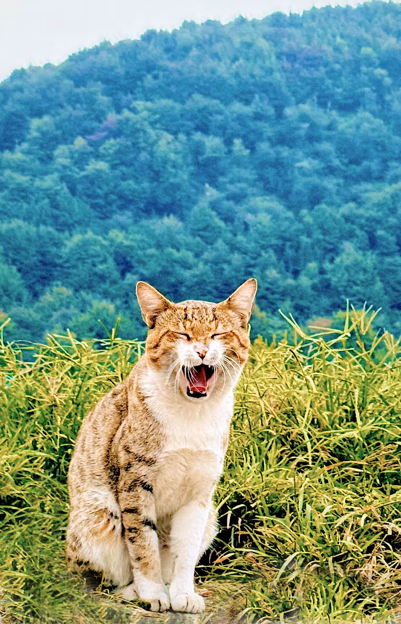 The Happy Valley