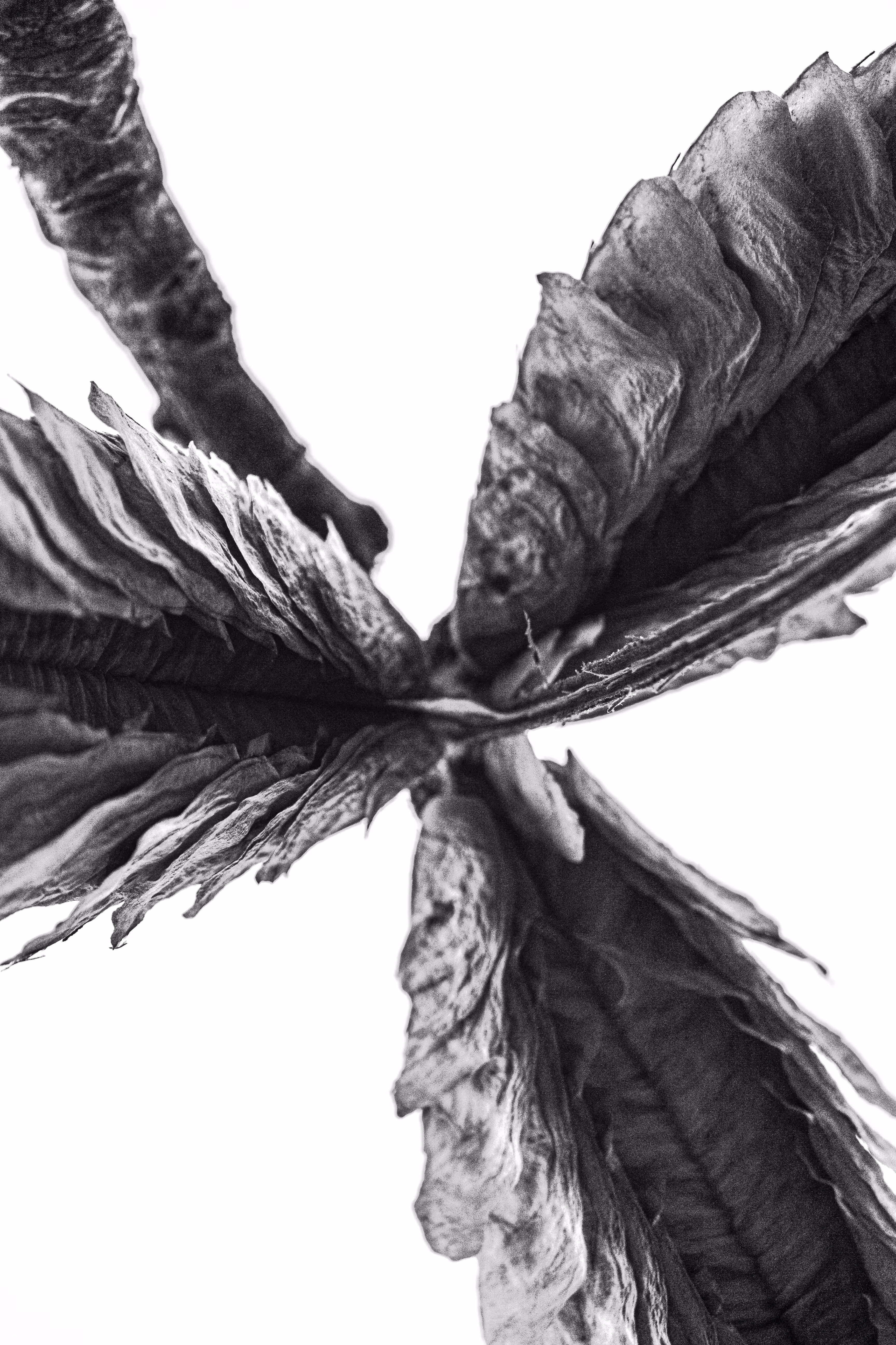 Palo Santo 2