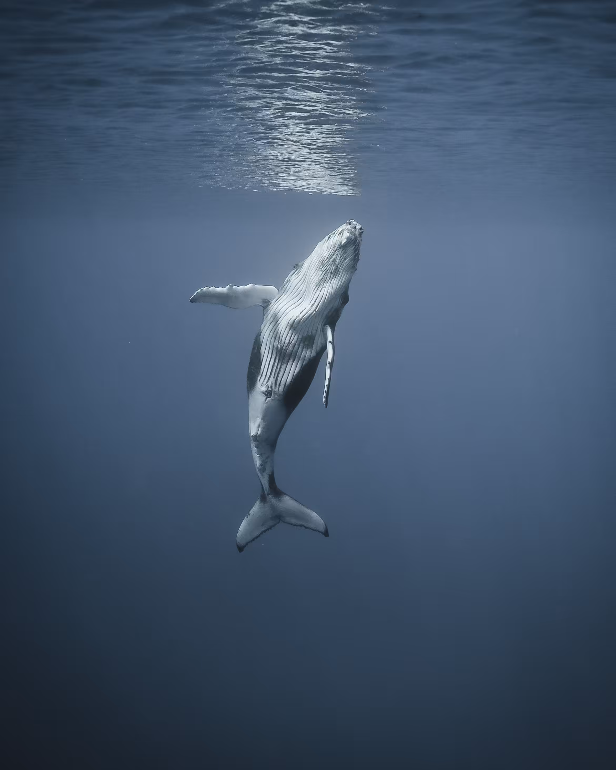 Beneath a Tongan Sea #2
