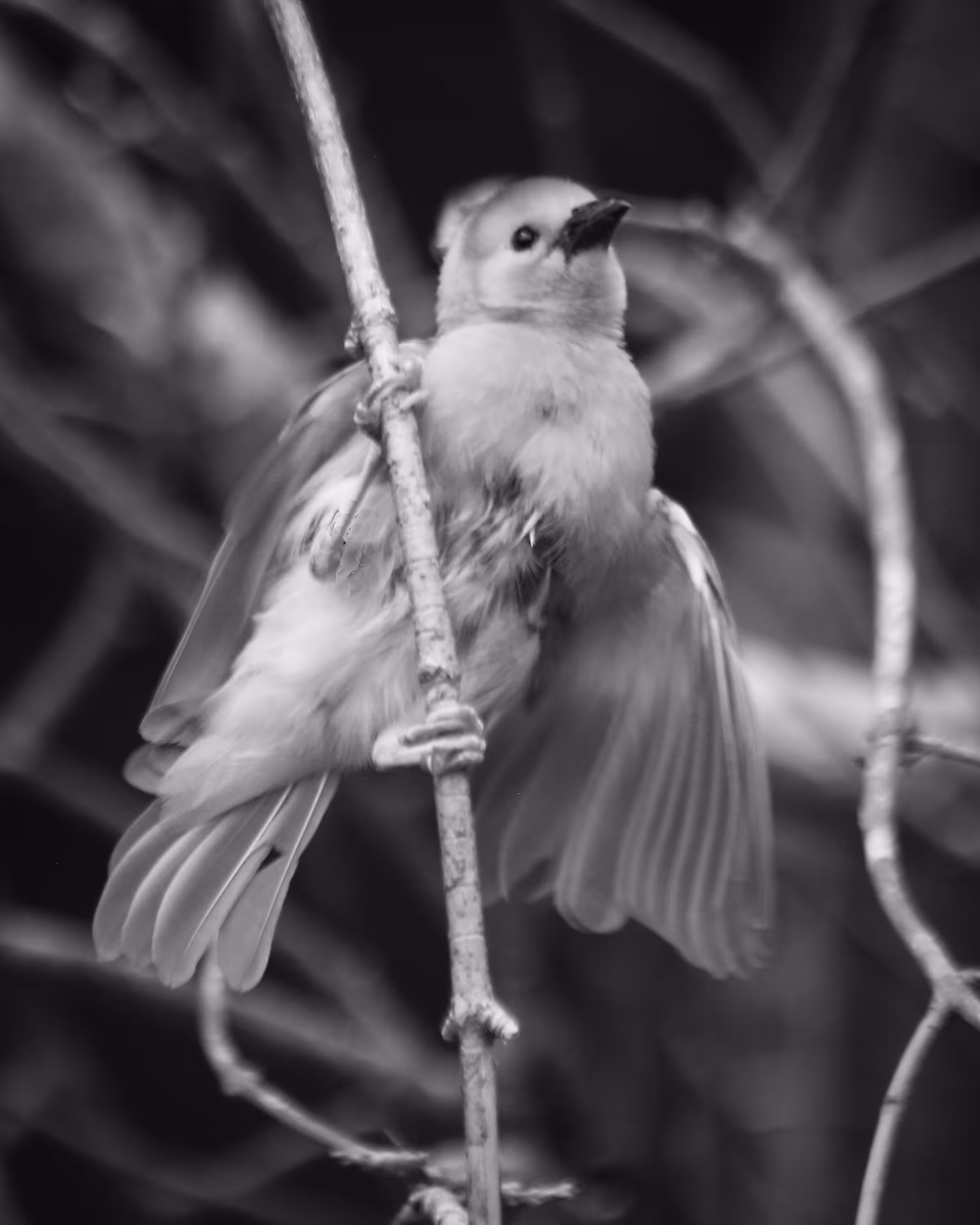 Pretty Birdie 