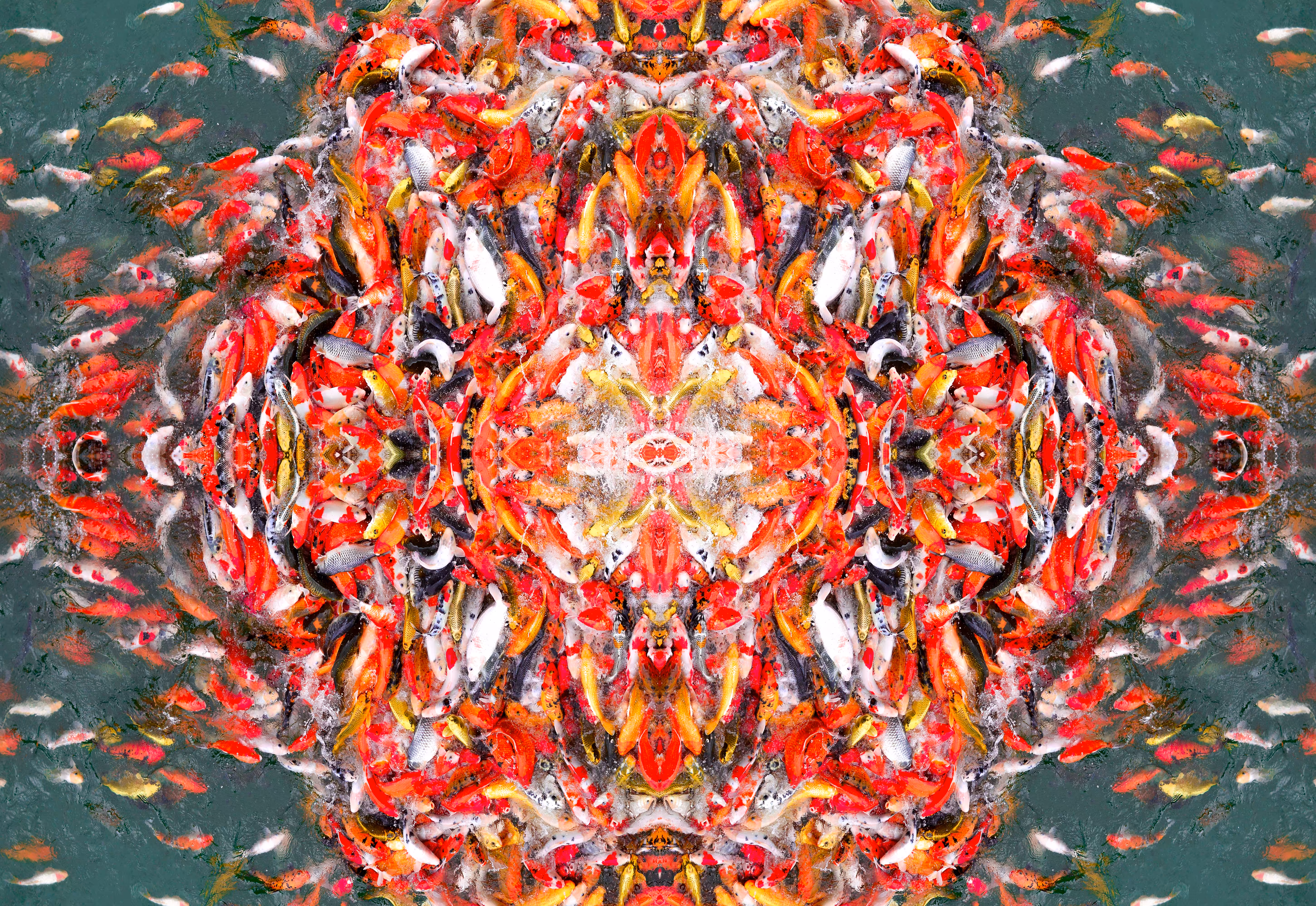 𝗔𝗯𝘀𝘁𝗿𝗮𝗰𝘁 Koi Carp Fish - Symetry Art 8