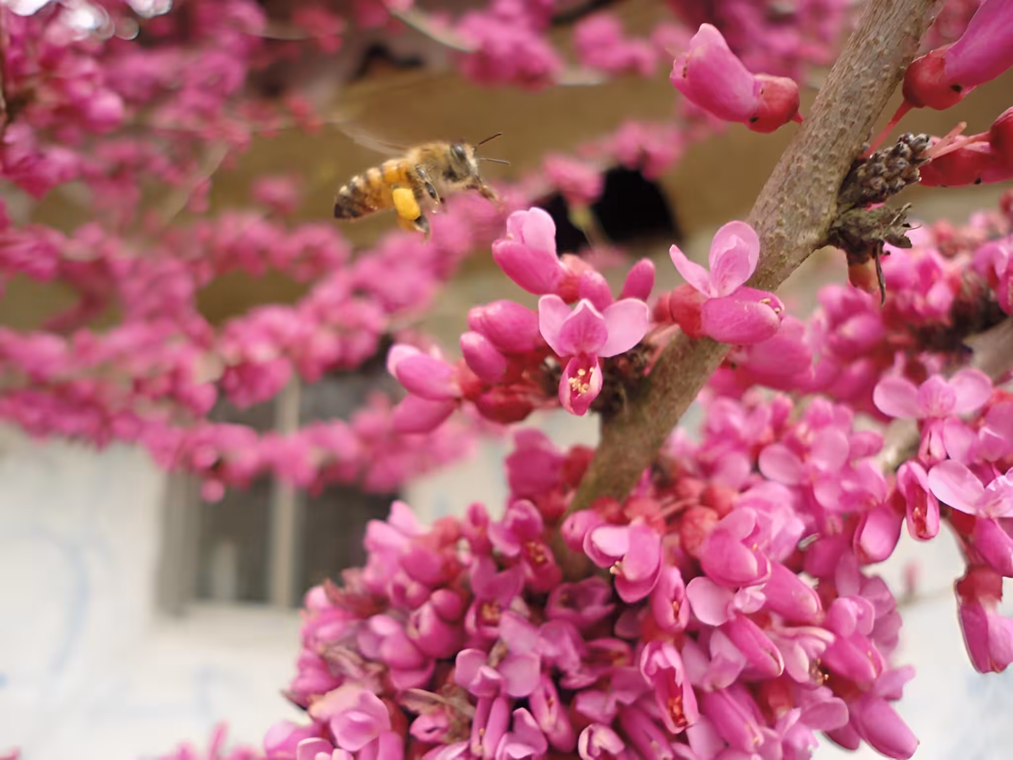 bee