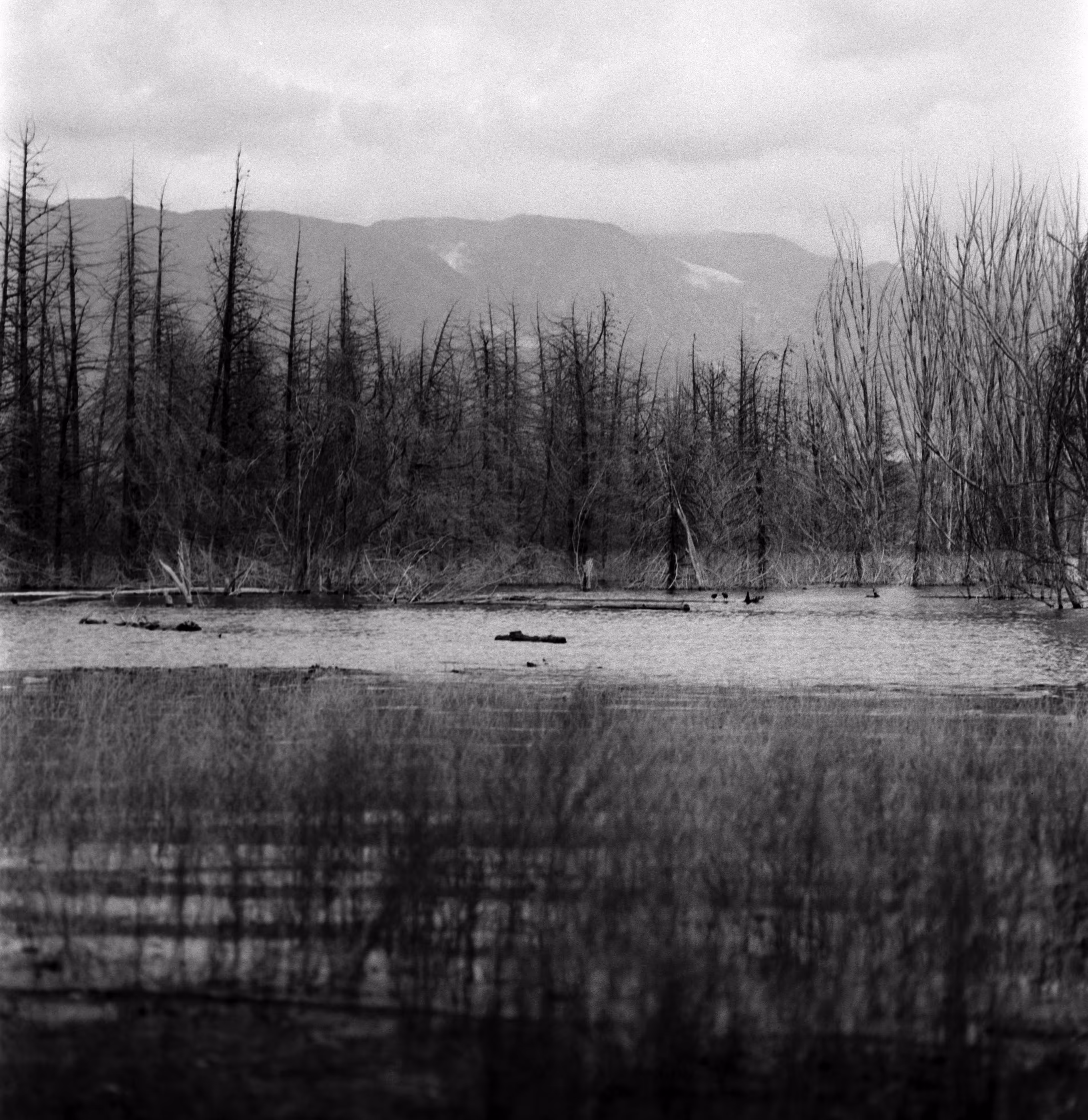 Overlake