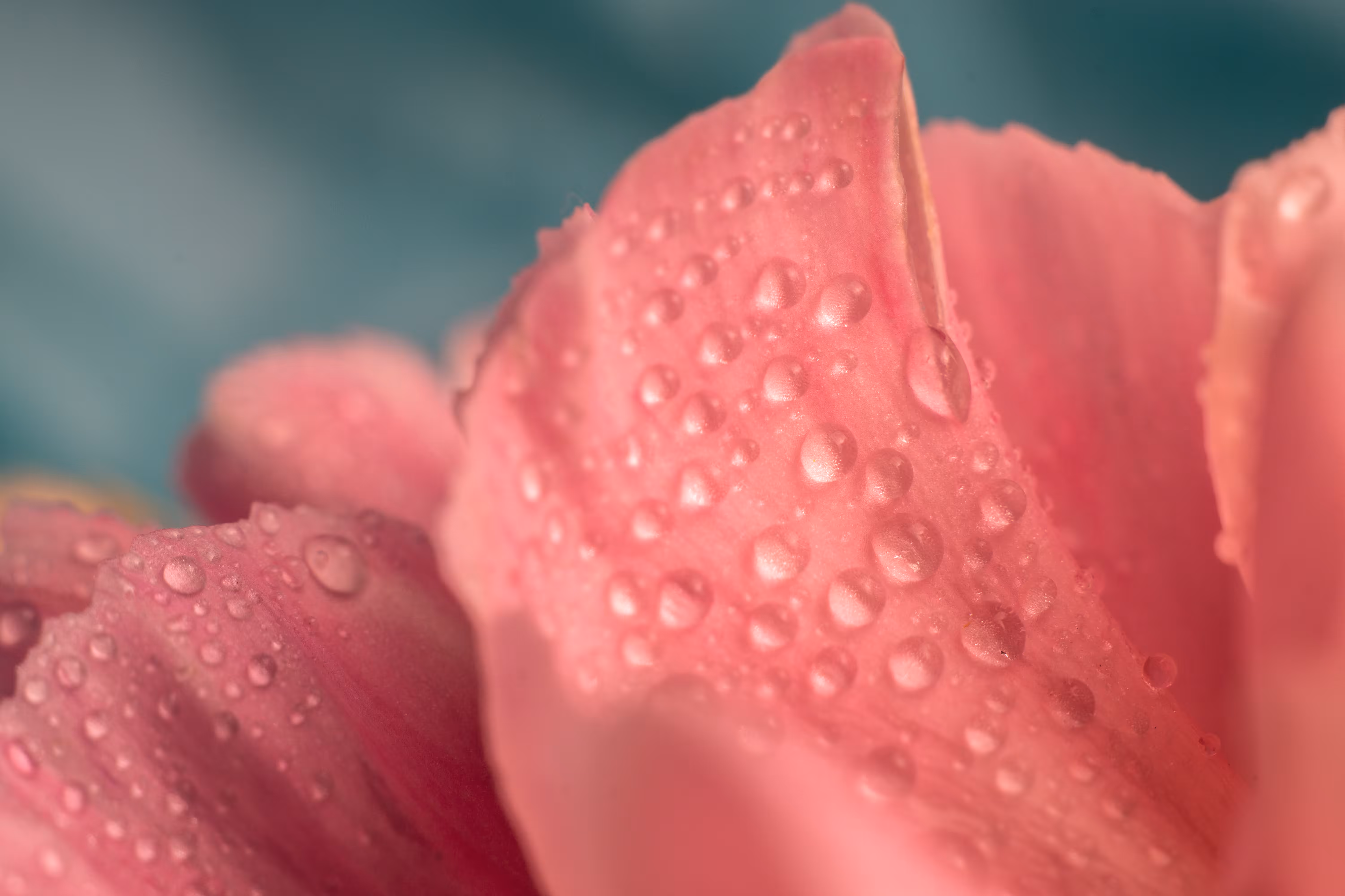 Coral softness