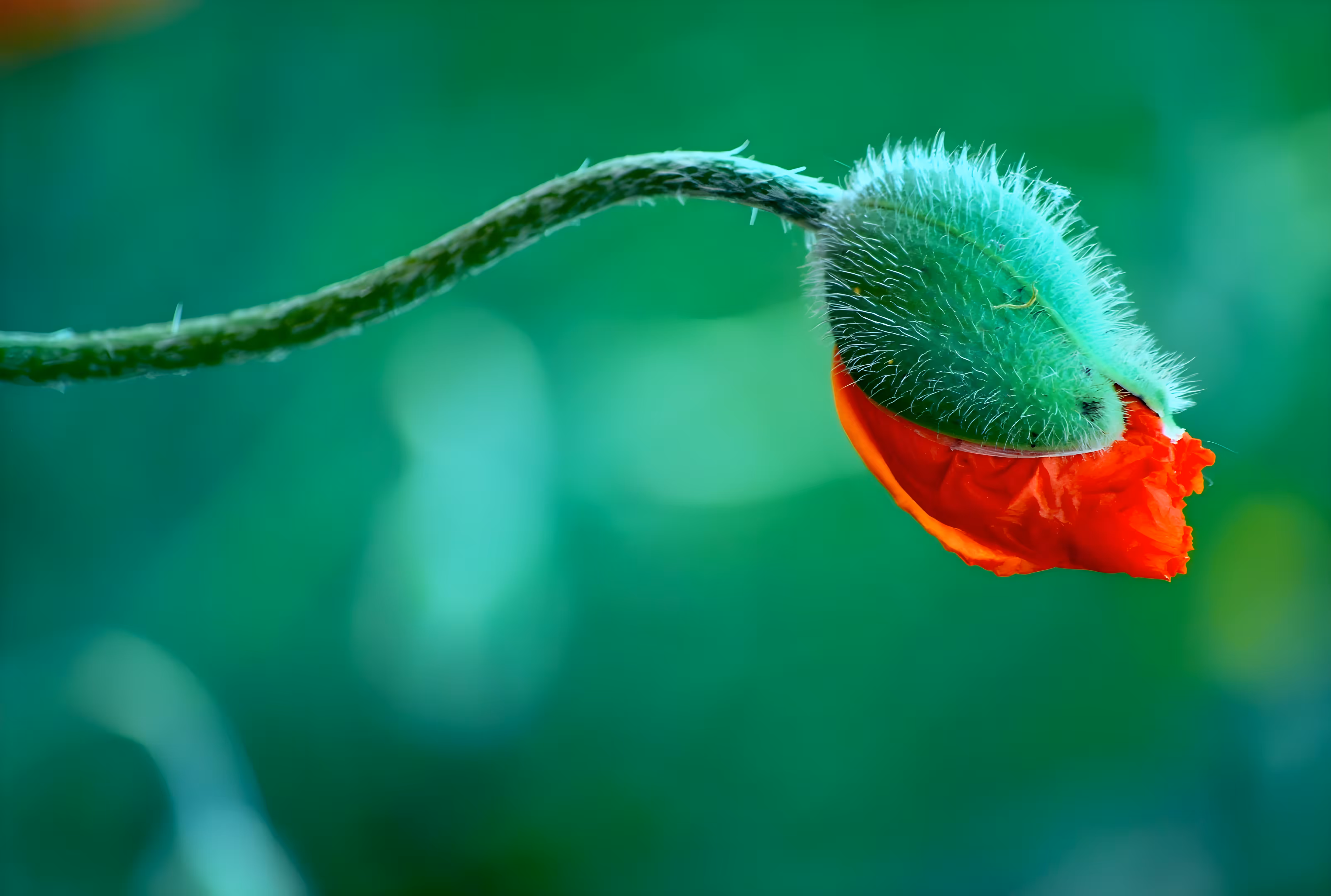 Birth of a Poppy