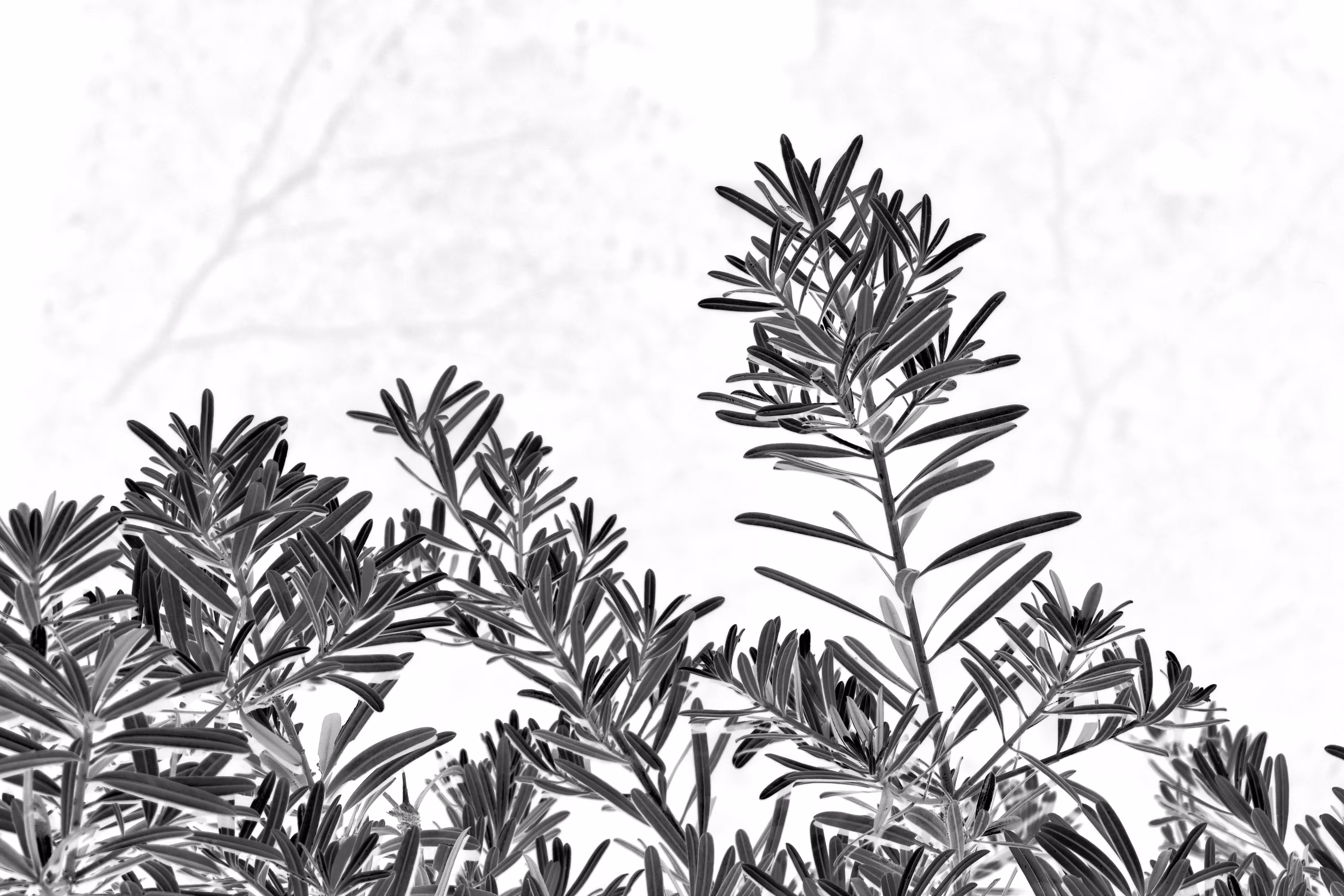Podocarpus