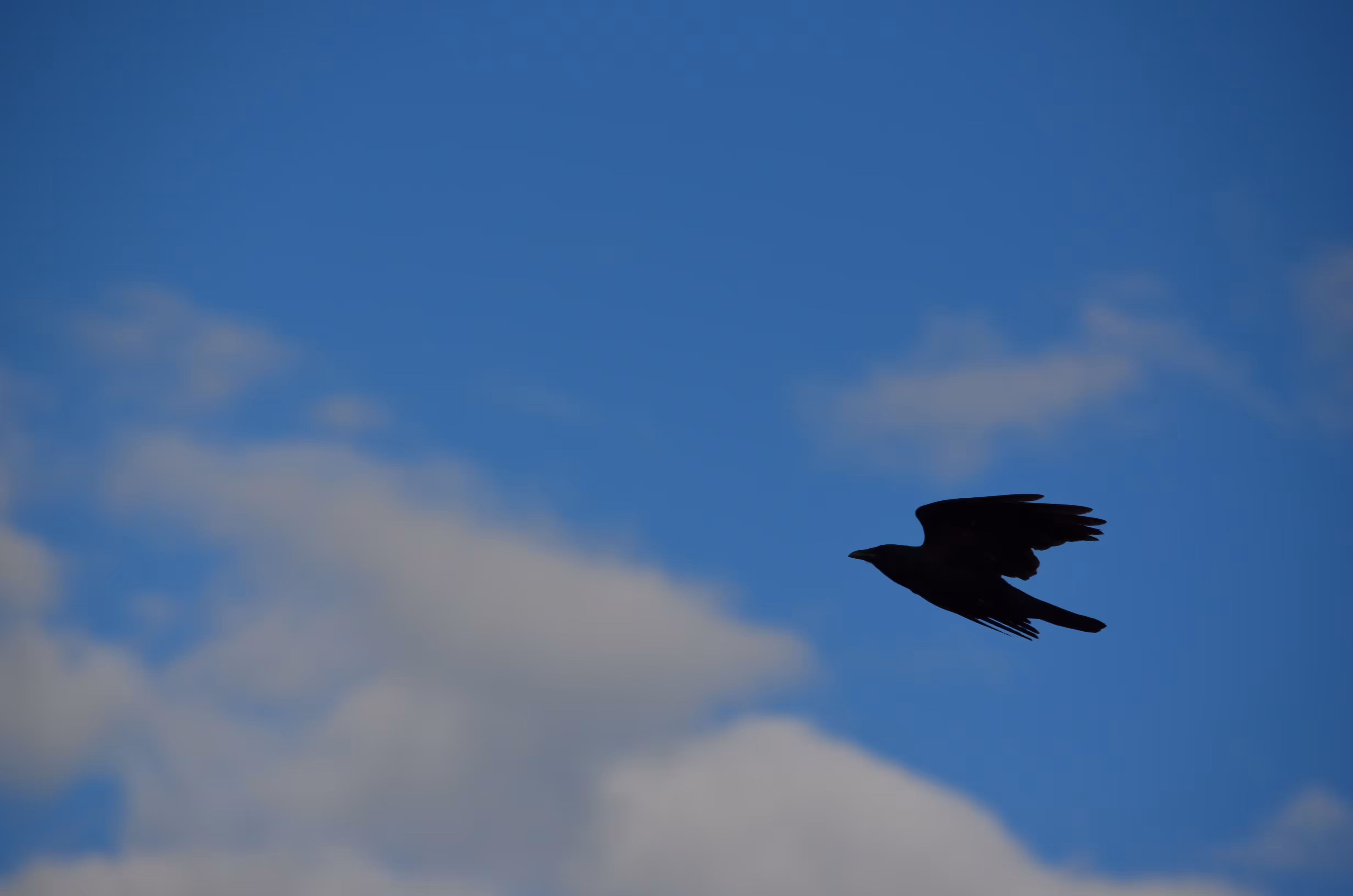 Natural Silhouette 