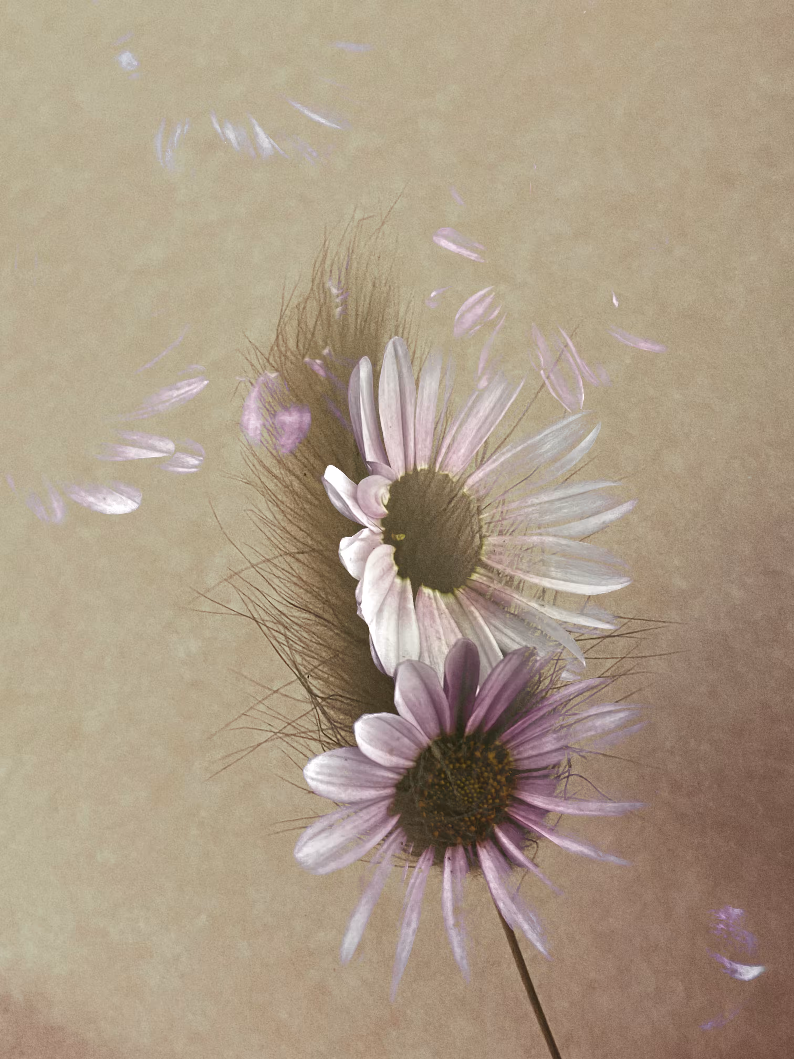 🖤Ghost of My Former Self: Faded Marguerite Daisy🤍