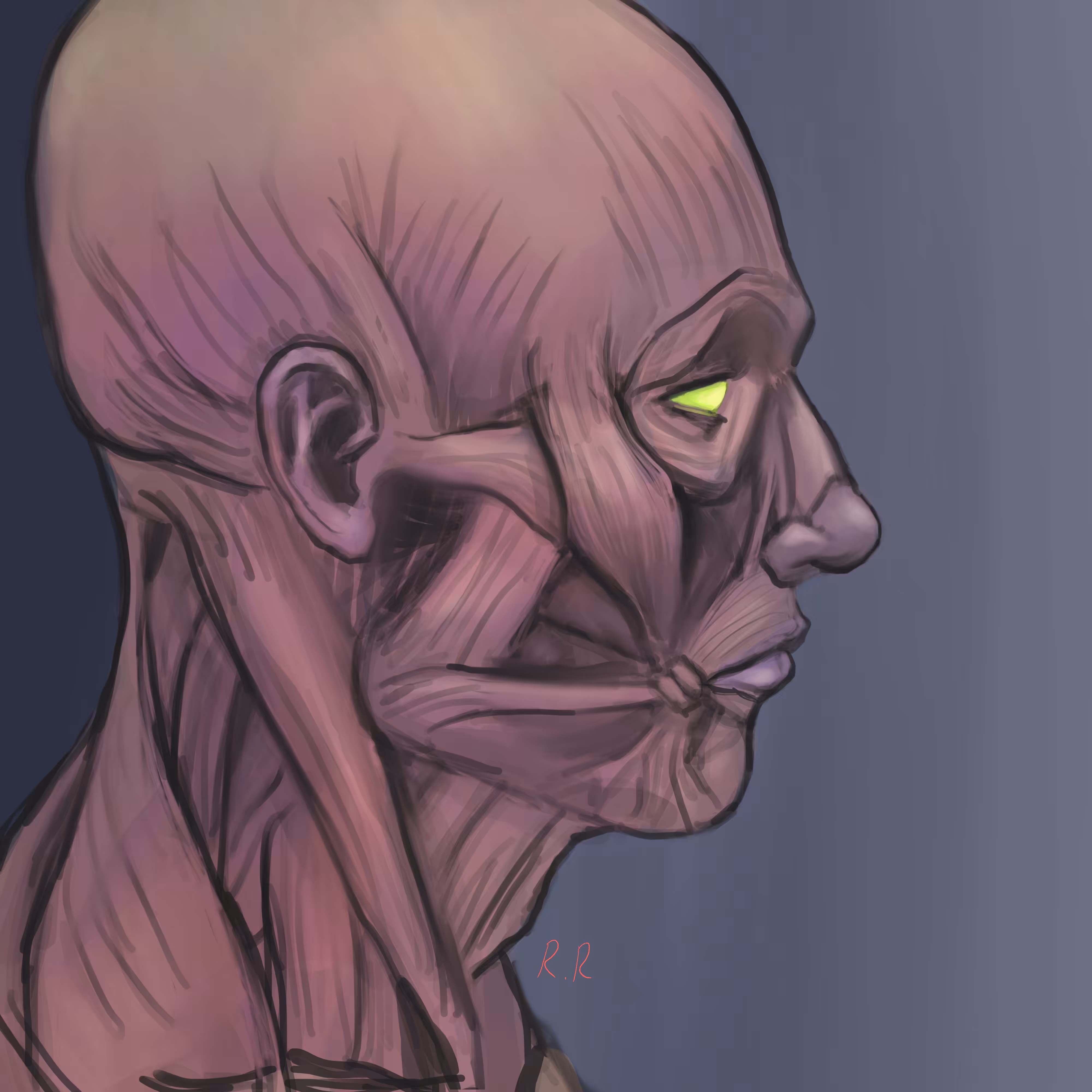 Ecorche Profile