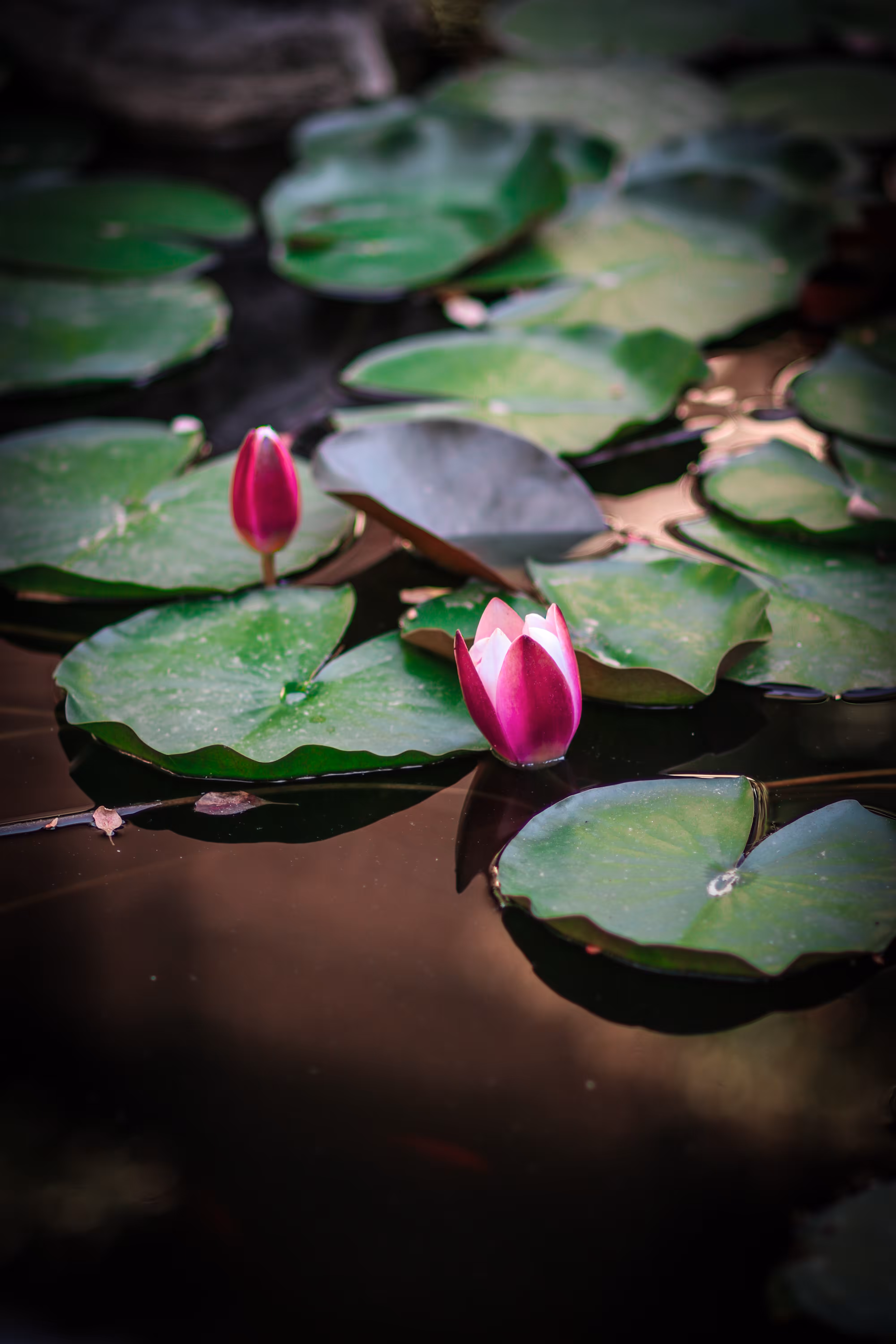 The first breath of life 
