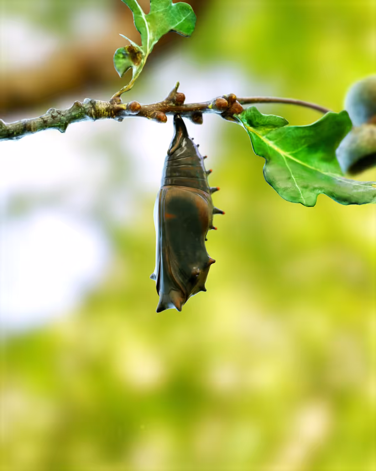 Worlds Deadliest Butterfly