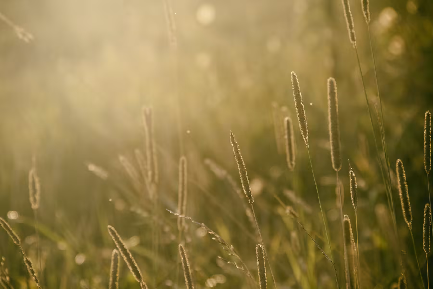 Latvian Countryside #3