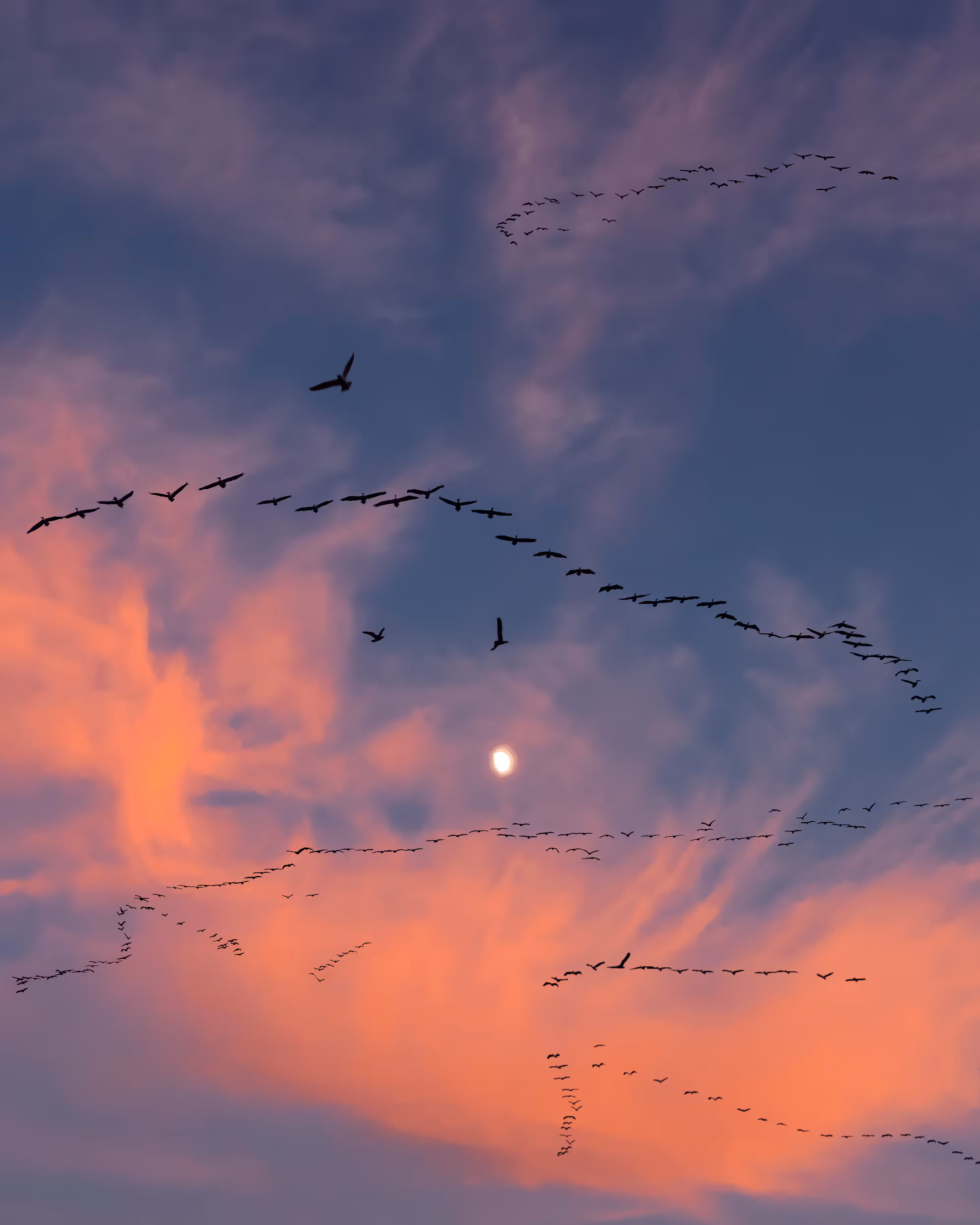 Flock of Us #18