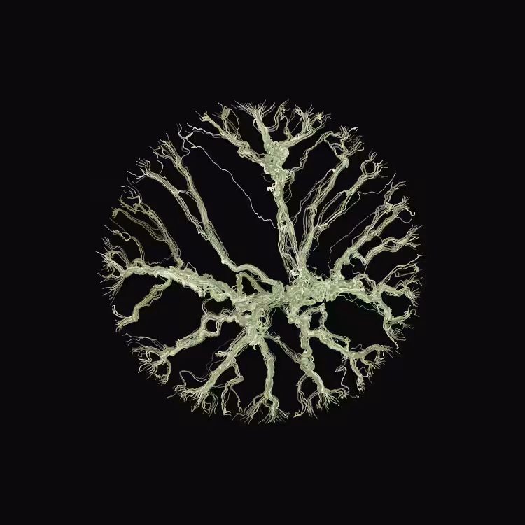 Ginseng #82