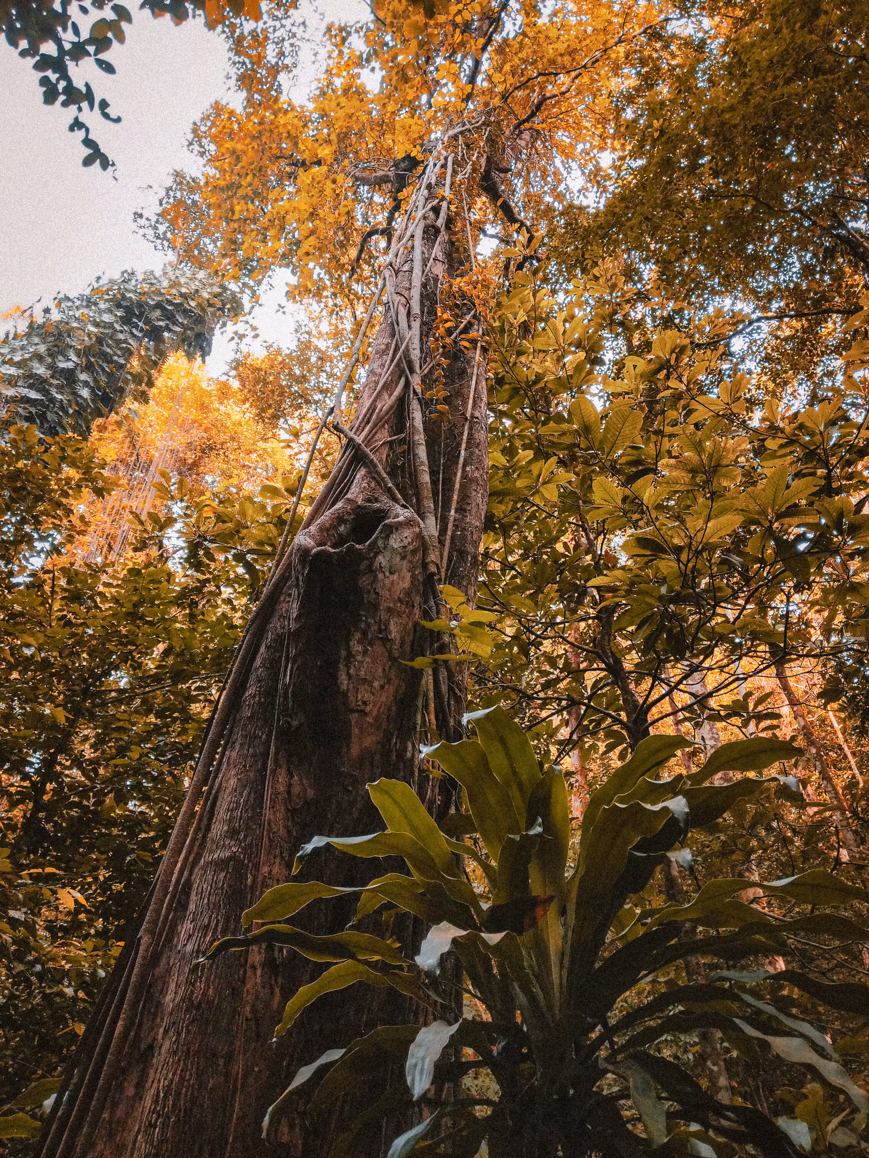 Verdant Soul 