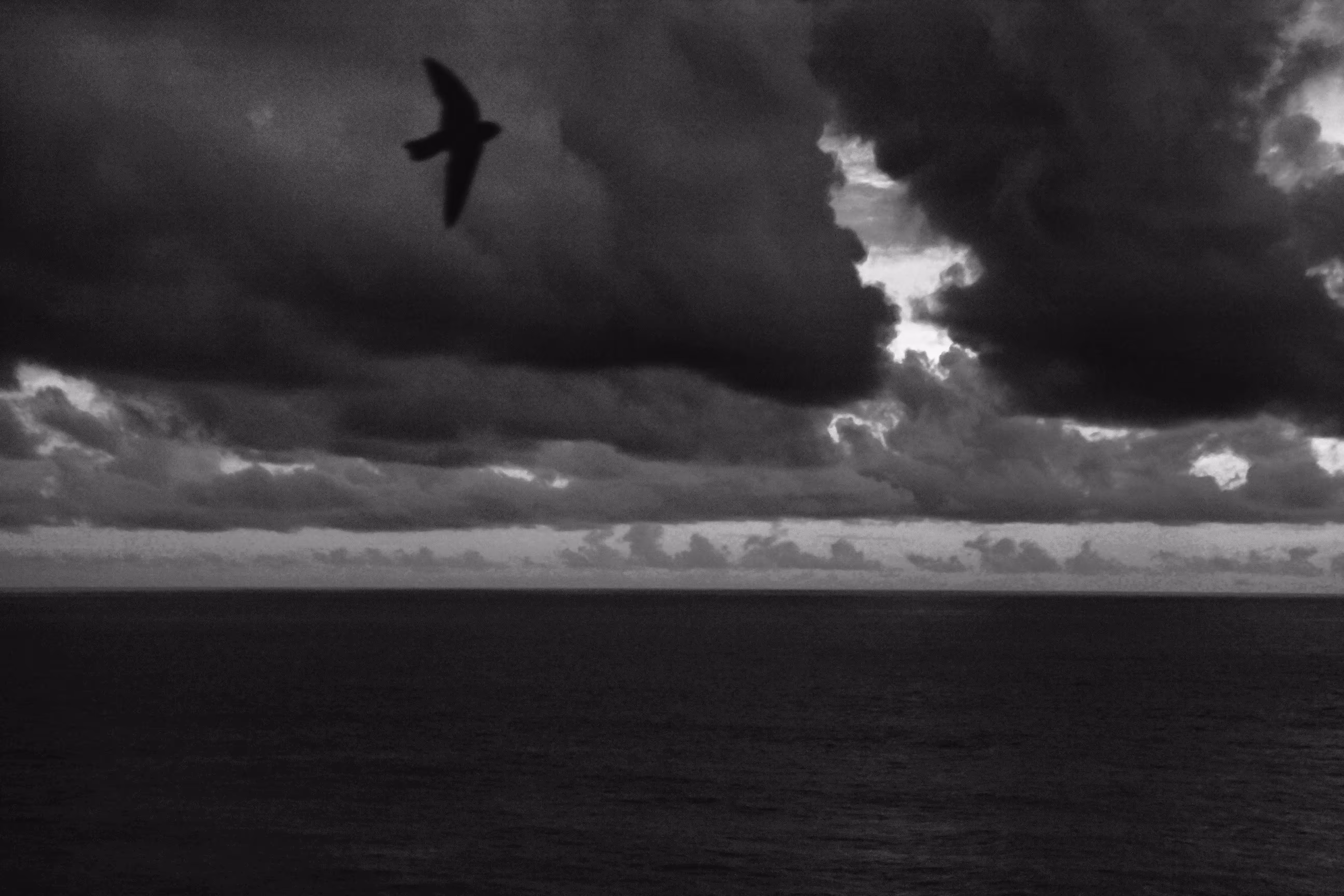 Bird And The Ocean