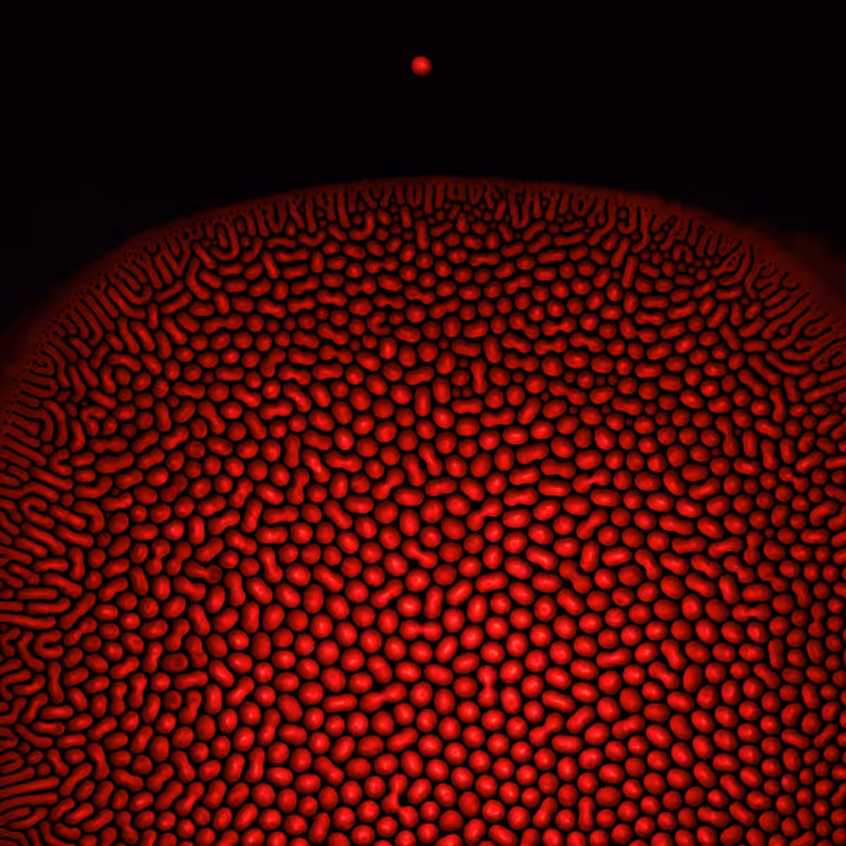 Orbital