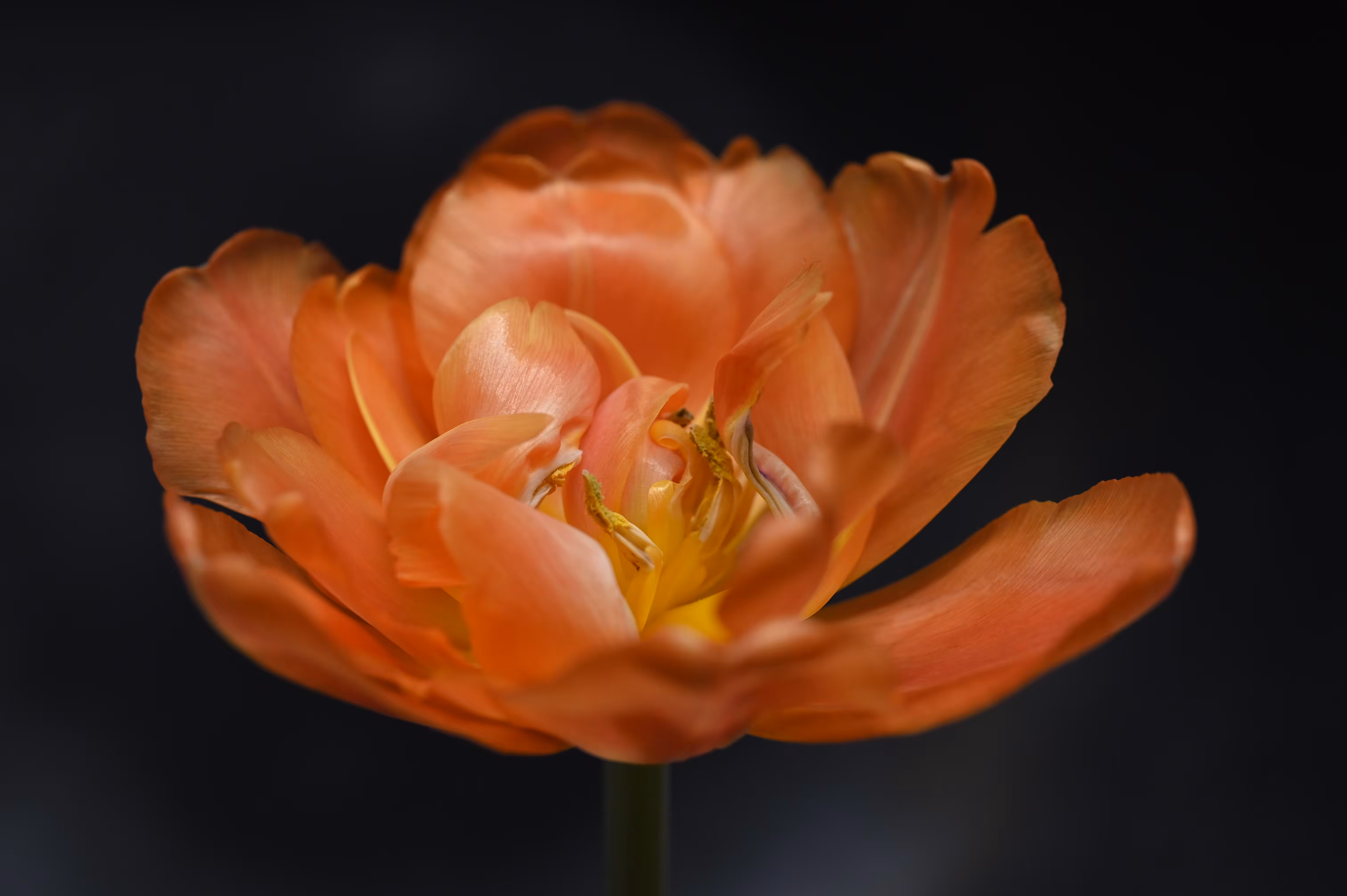 just a tulip